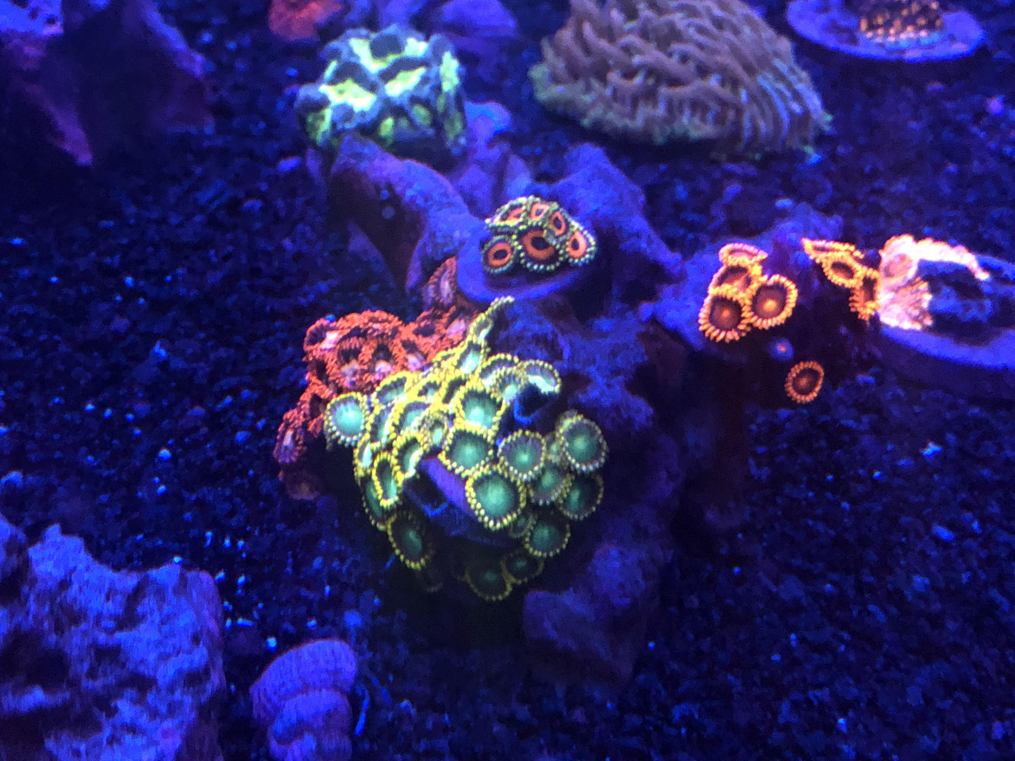 4 classic zoas starting to fill in. r/ReefTank