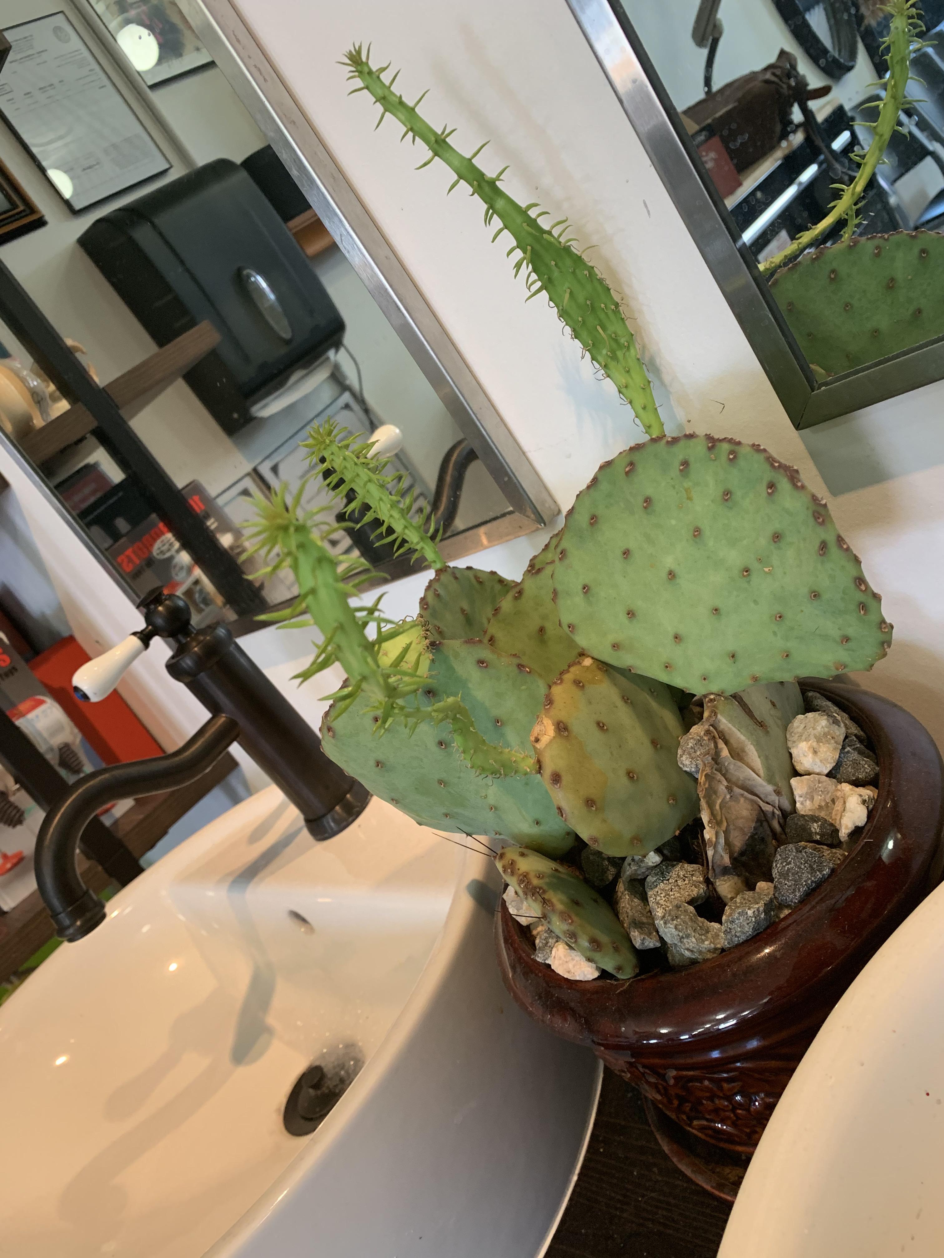 Gifted cactus is growing rapidly! What is it and how do I care for it