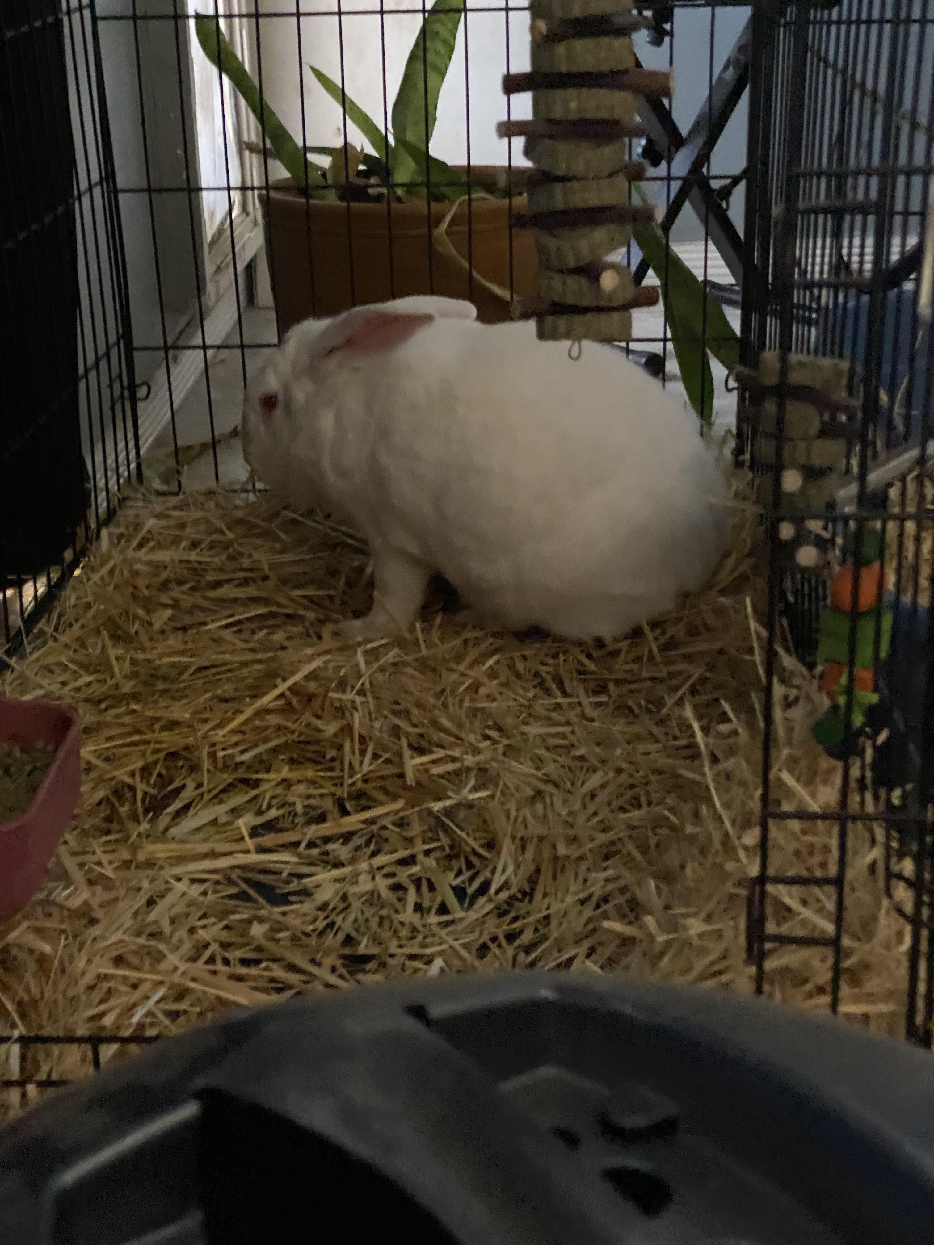 Our 2 year old New Zealand bunny has a lump under his arm. I’m making