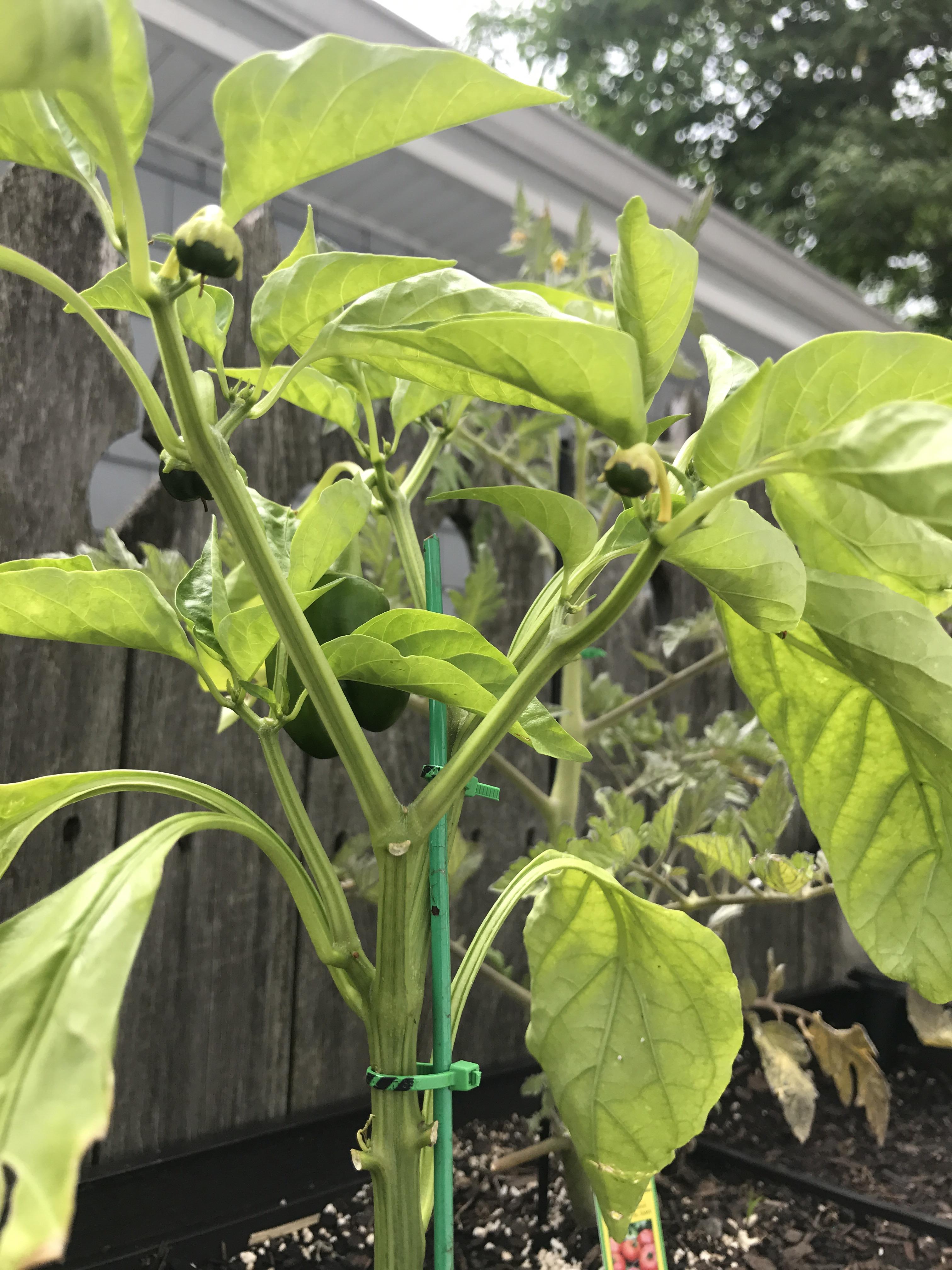 My otherwise healthy Red Bell Pepper plant is losing its fertilized