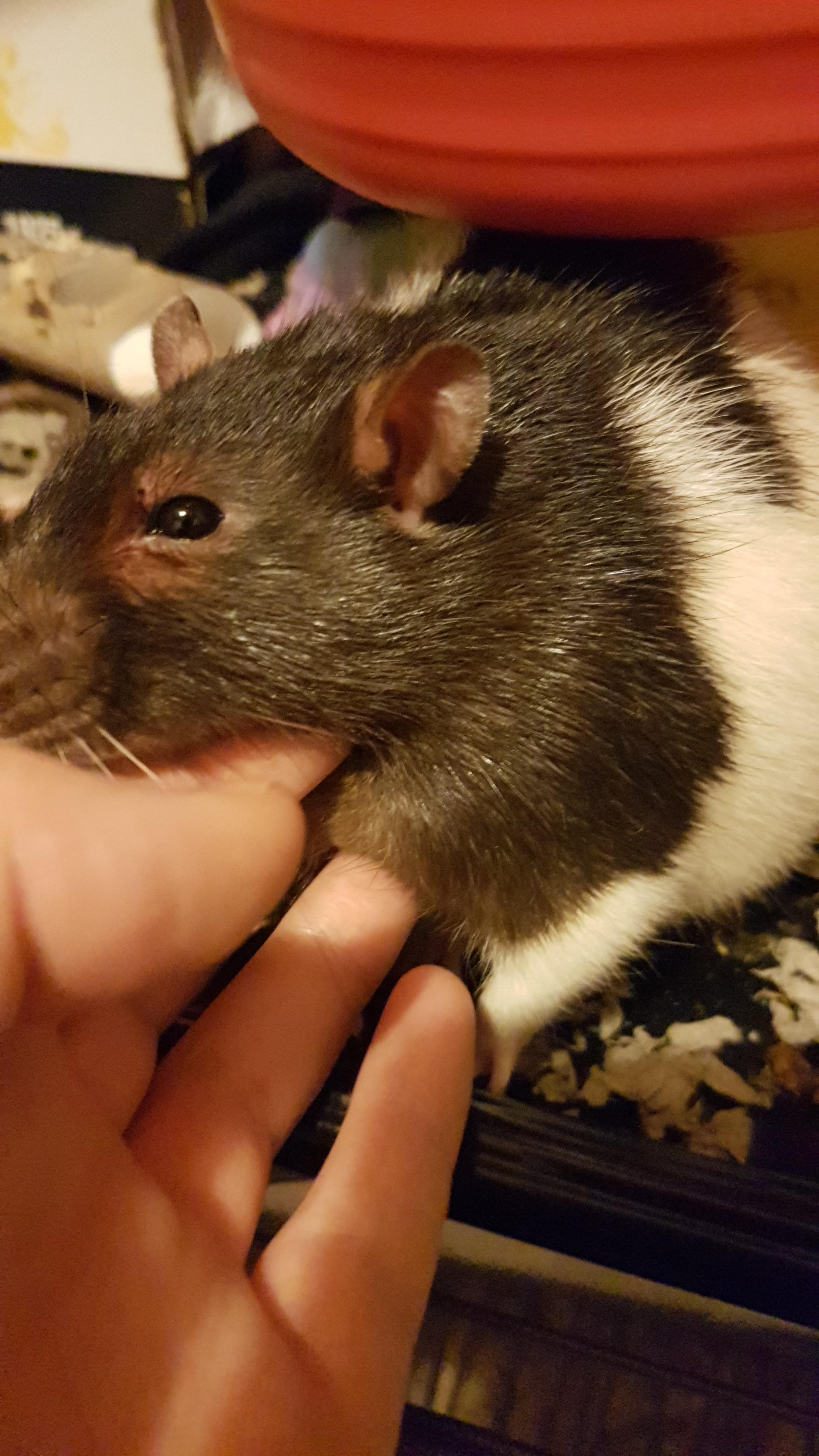 Please help. I've noticed that one of my rats has a red tinge around