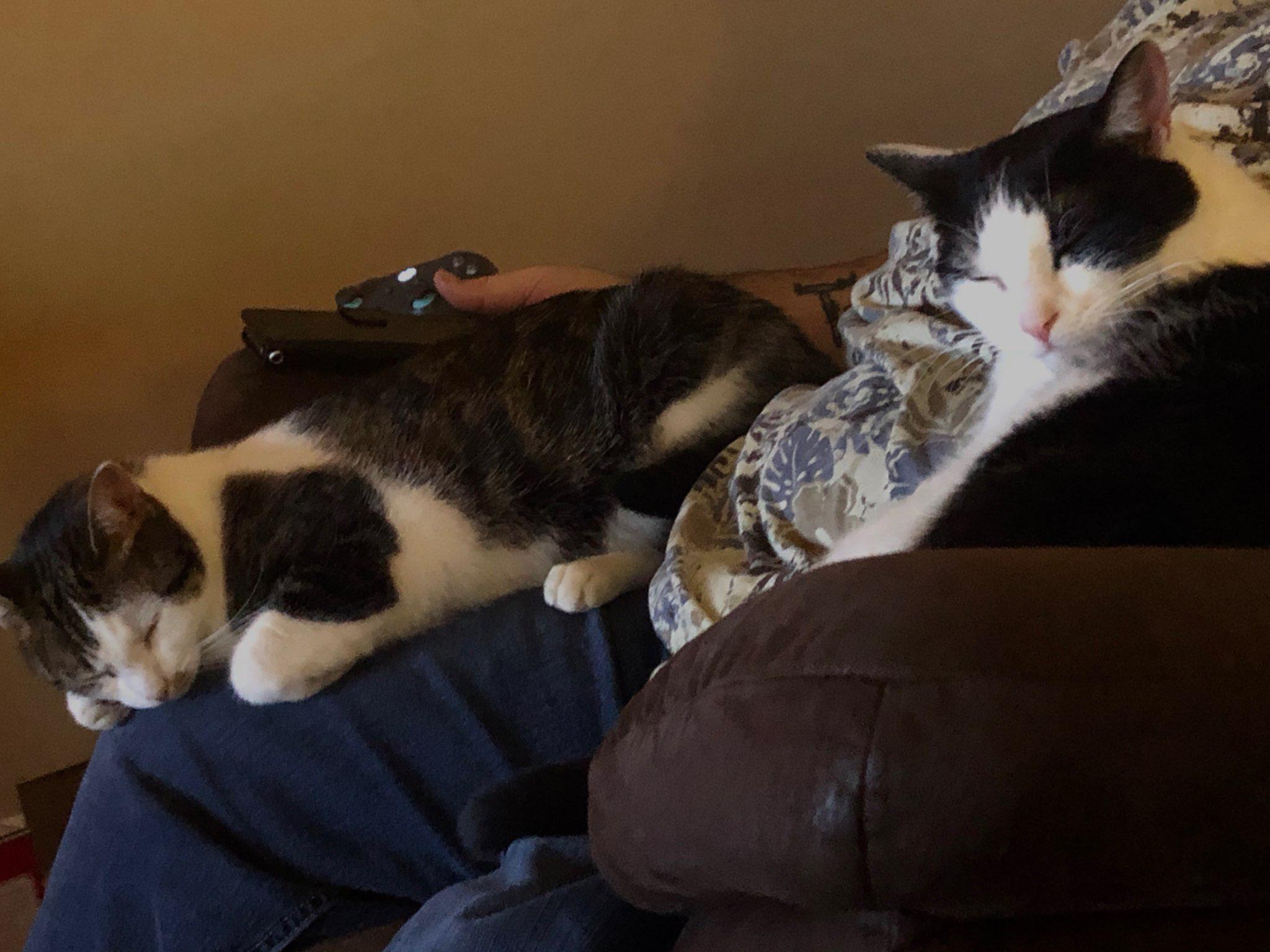 My girls relaxing on me after a long day of eating the fake Christmas