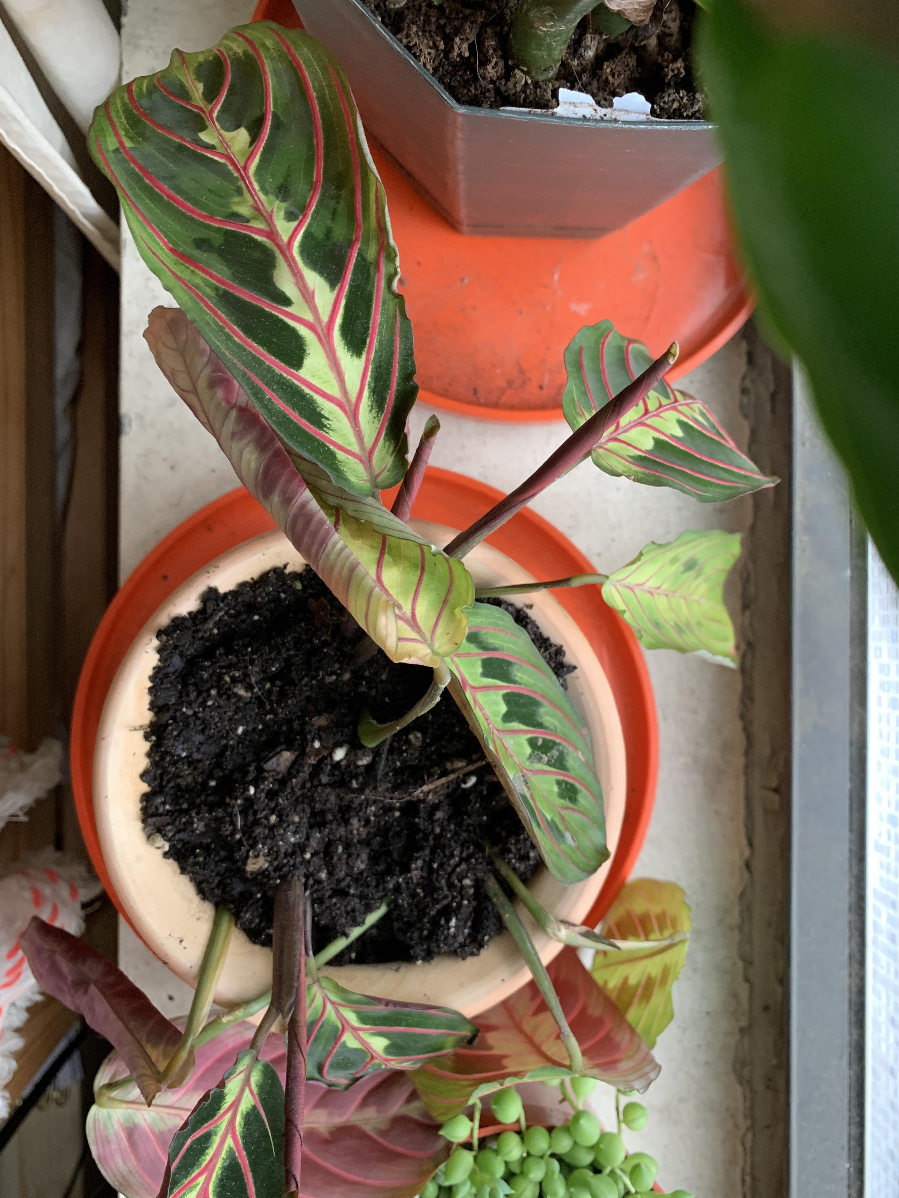 Why doesn’t my prayer plant love me? r/plantclinic