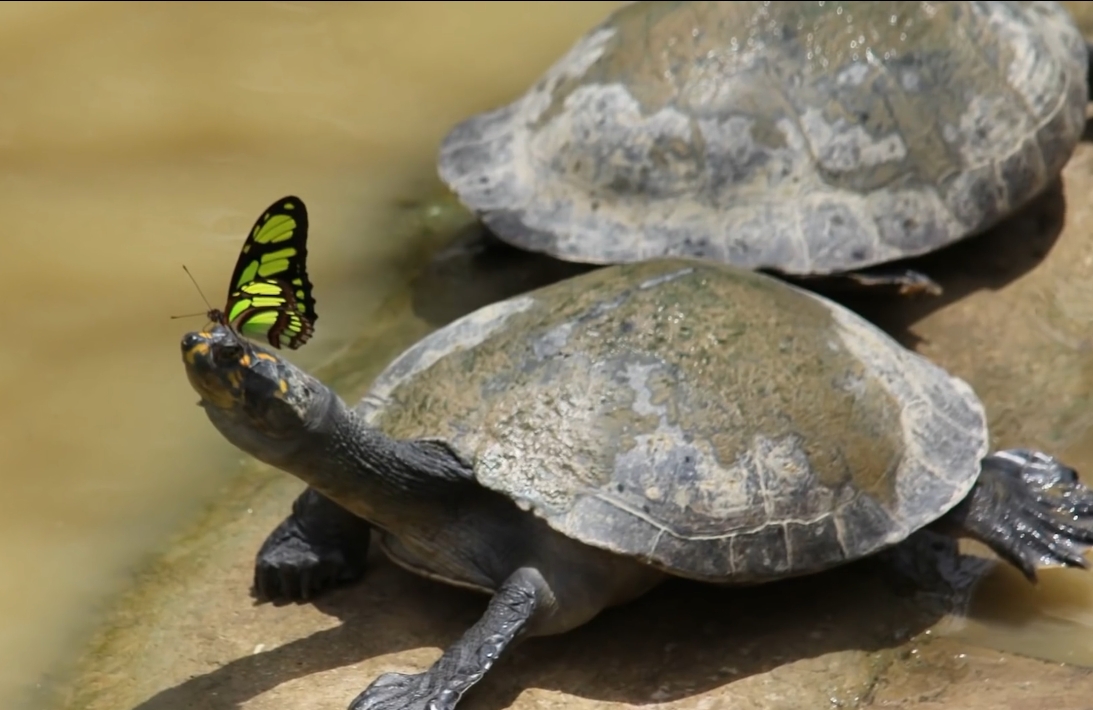 Butterfly drinking turtles tears in Amazon . The butterflies are likely