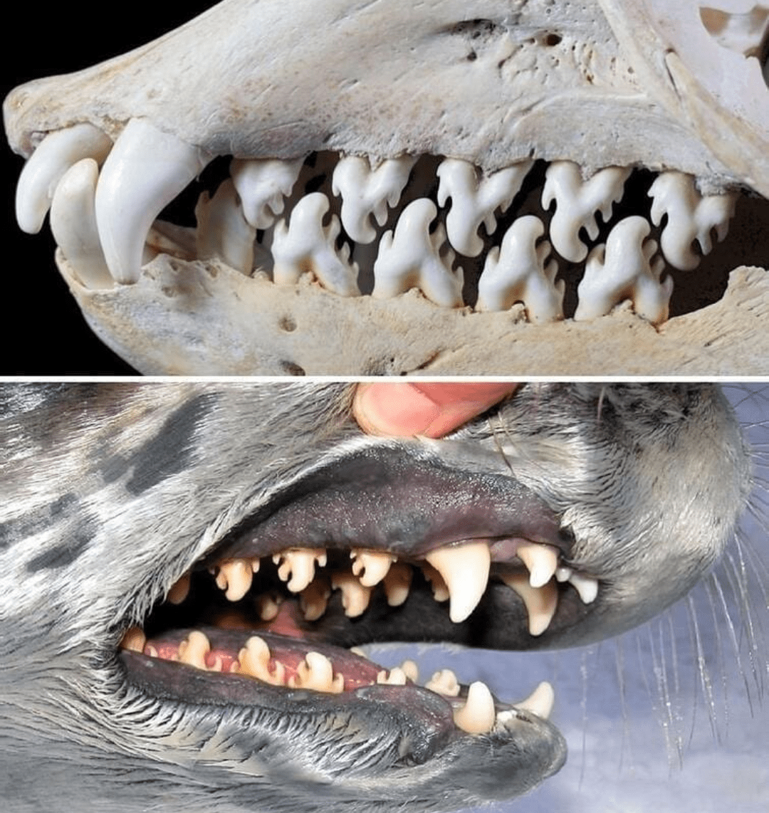 The teeth of the crabeater seal (which doesn't actually feed on crabs