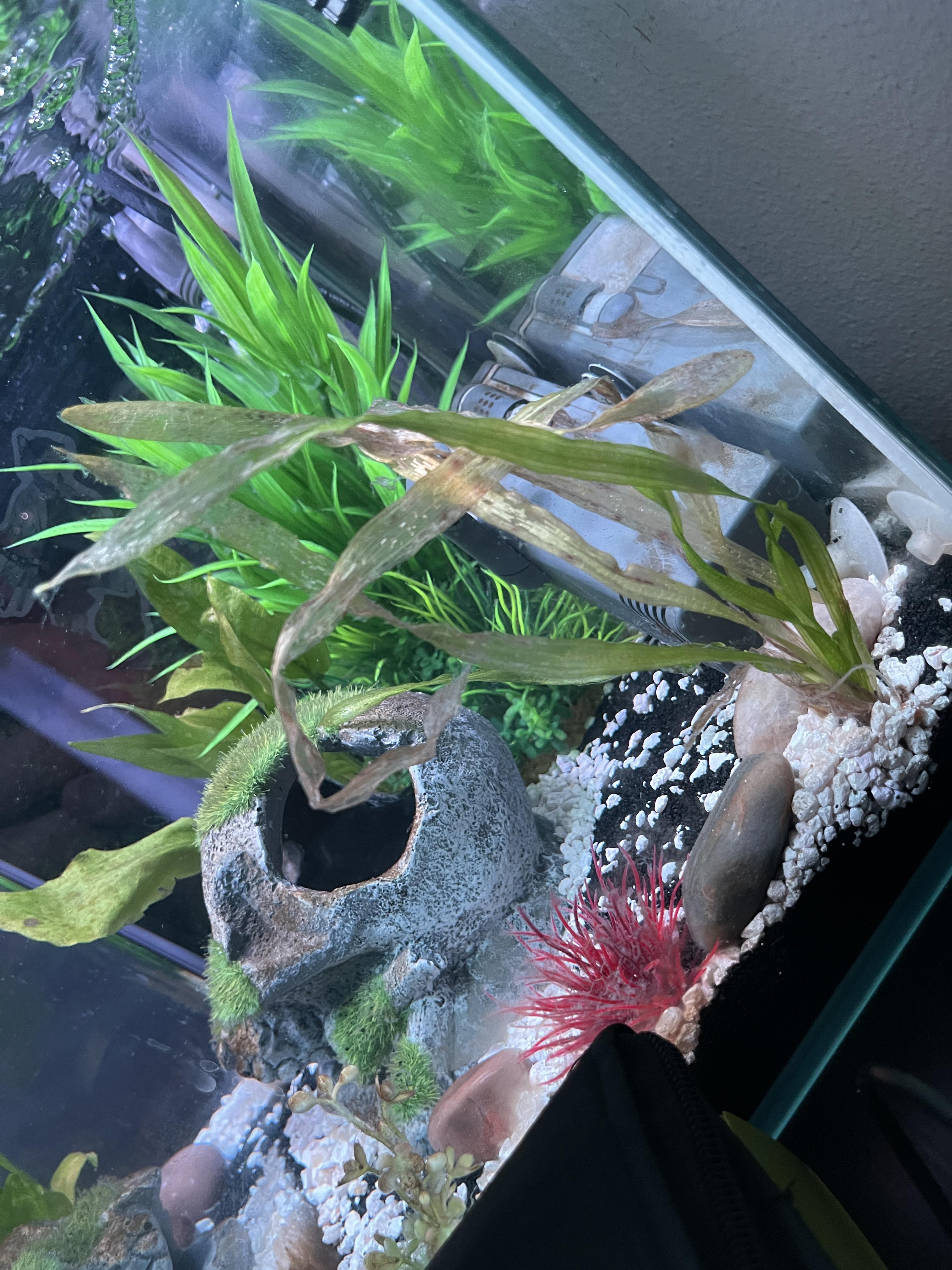 Is my plant dying? Any way to save it if it is? r/Aquariums