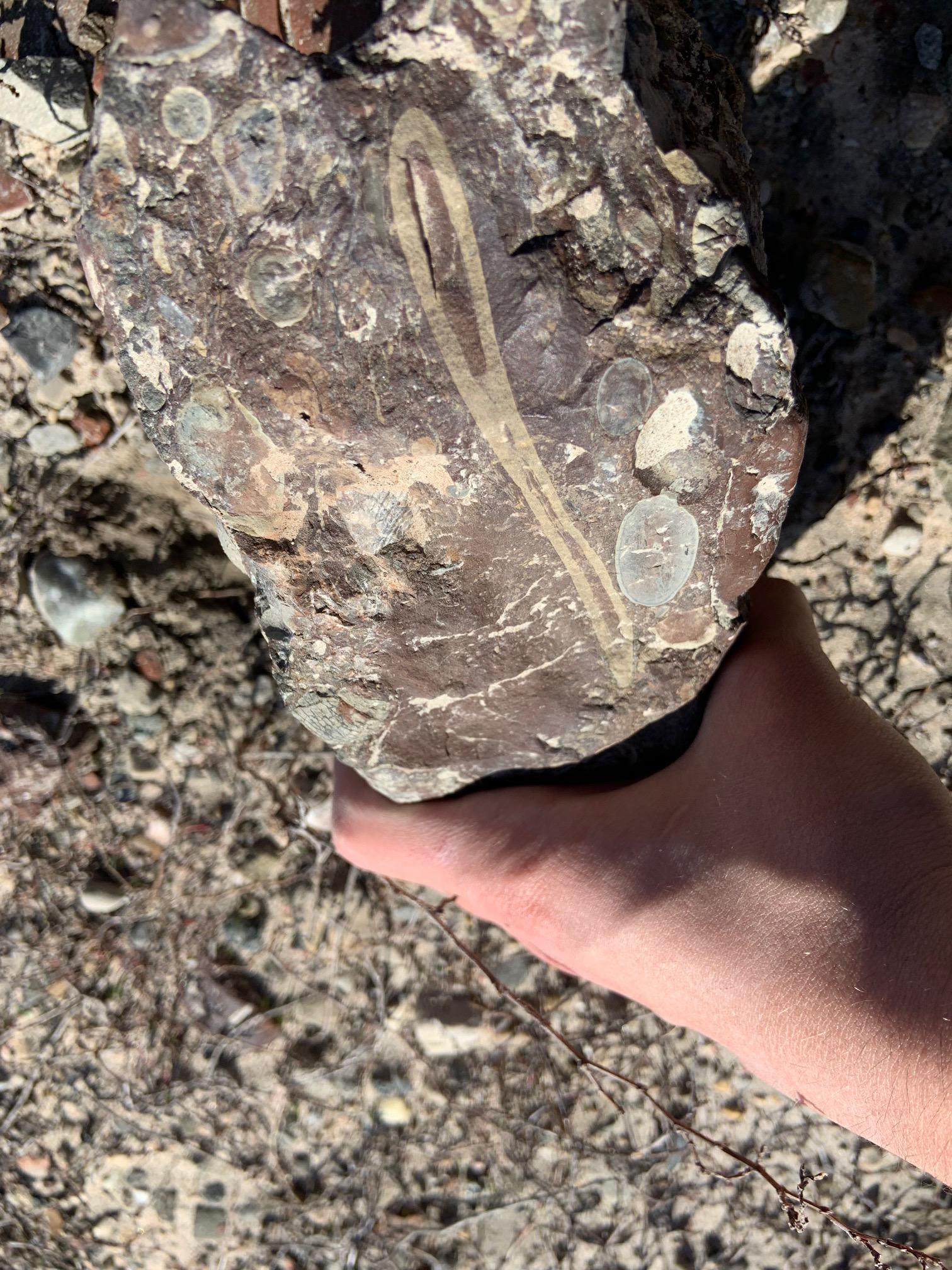 Found in west Michigan and contains marine fossils from what I believe