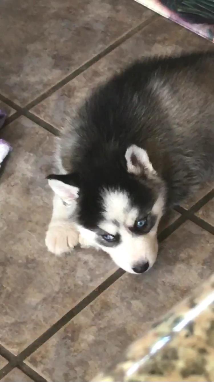 Are Siberian Husky Puppies Lazy