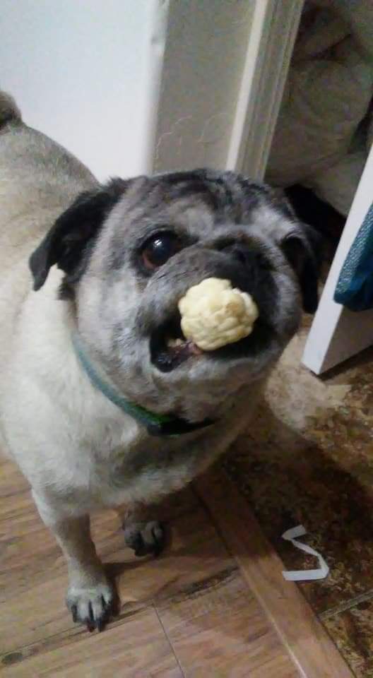 Boo used to get jealous of my guinea pigs when we gave them thier fresh