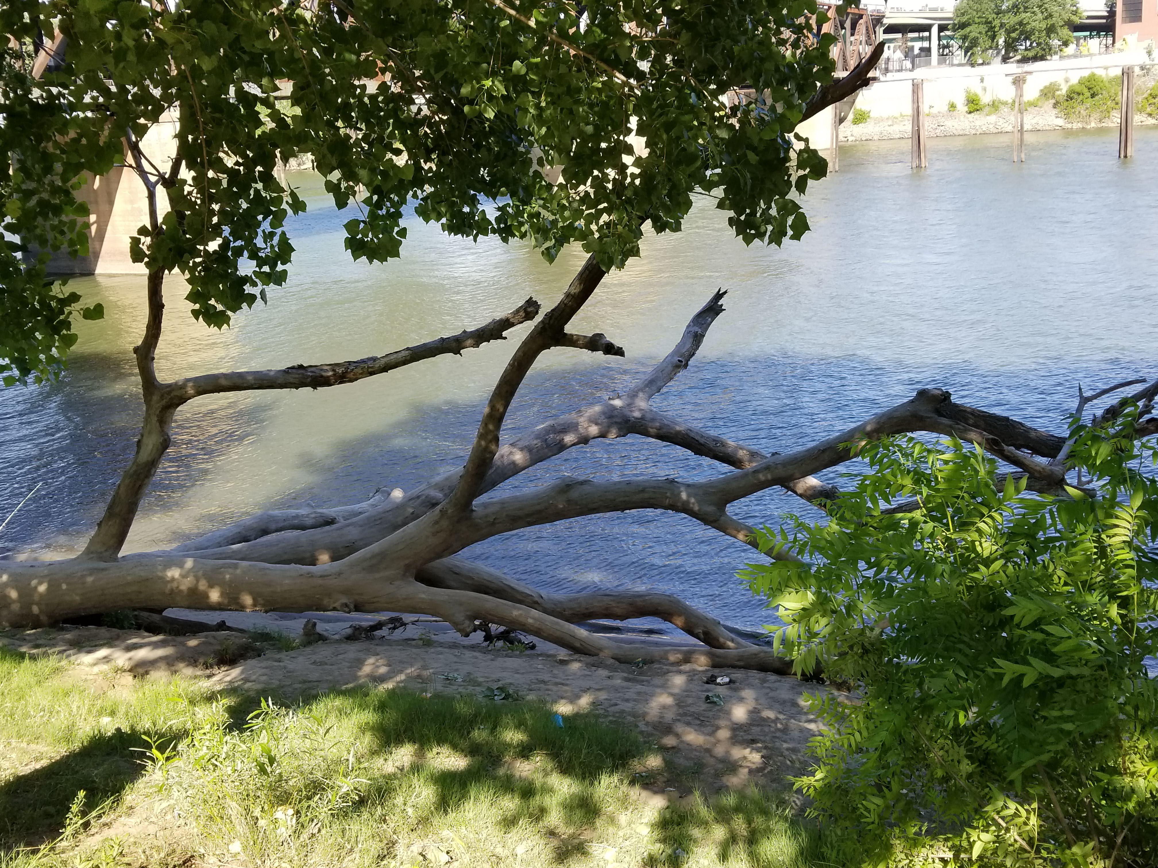 Sacramento river trees marijuanaenthusiasts