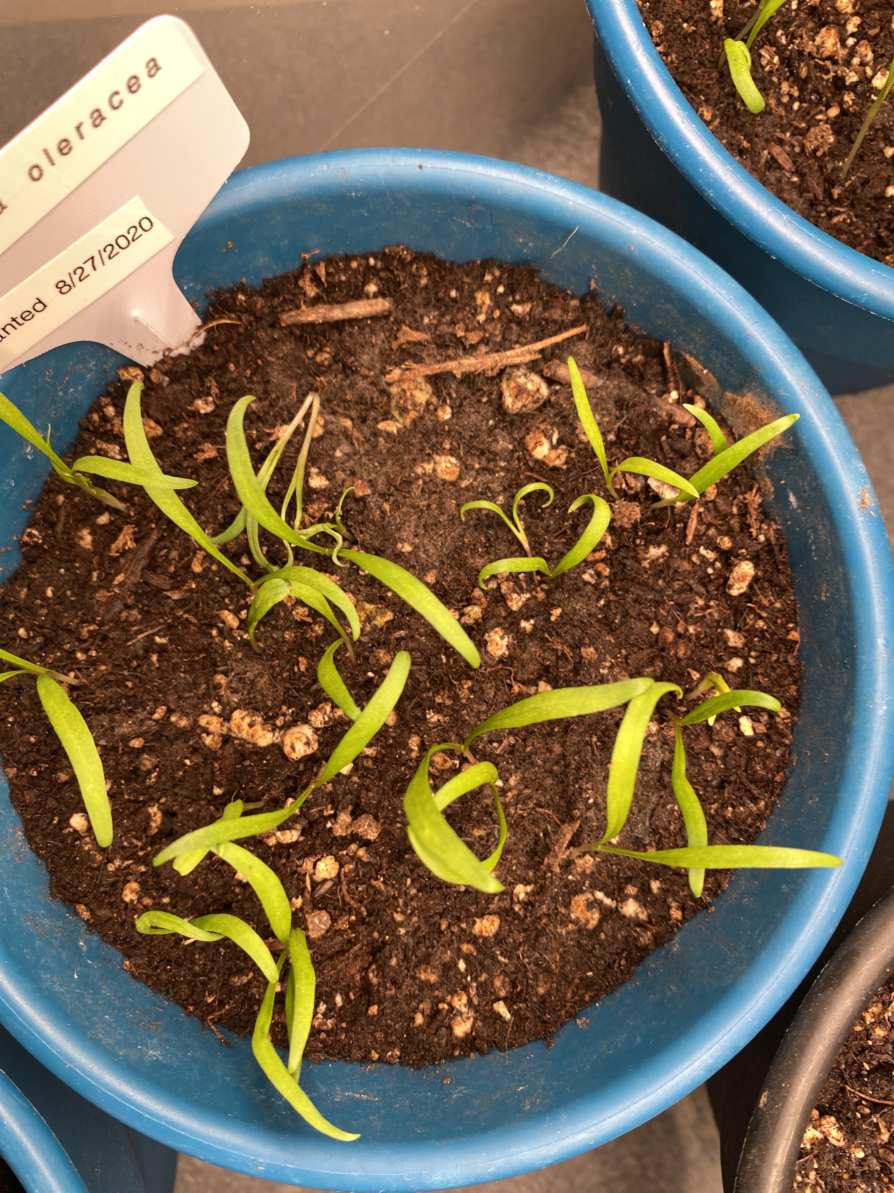 What insect eats seedlings from their bases? (Kinda like chopping down