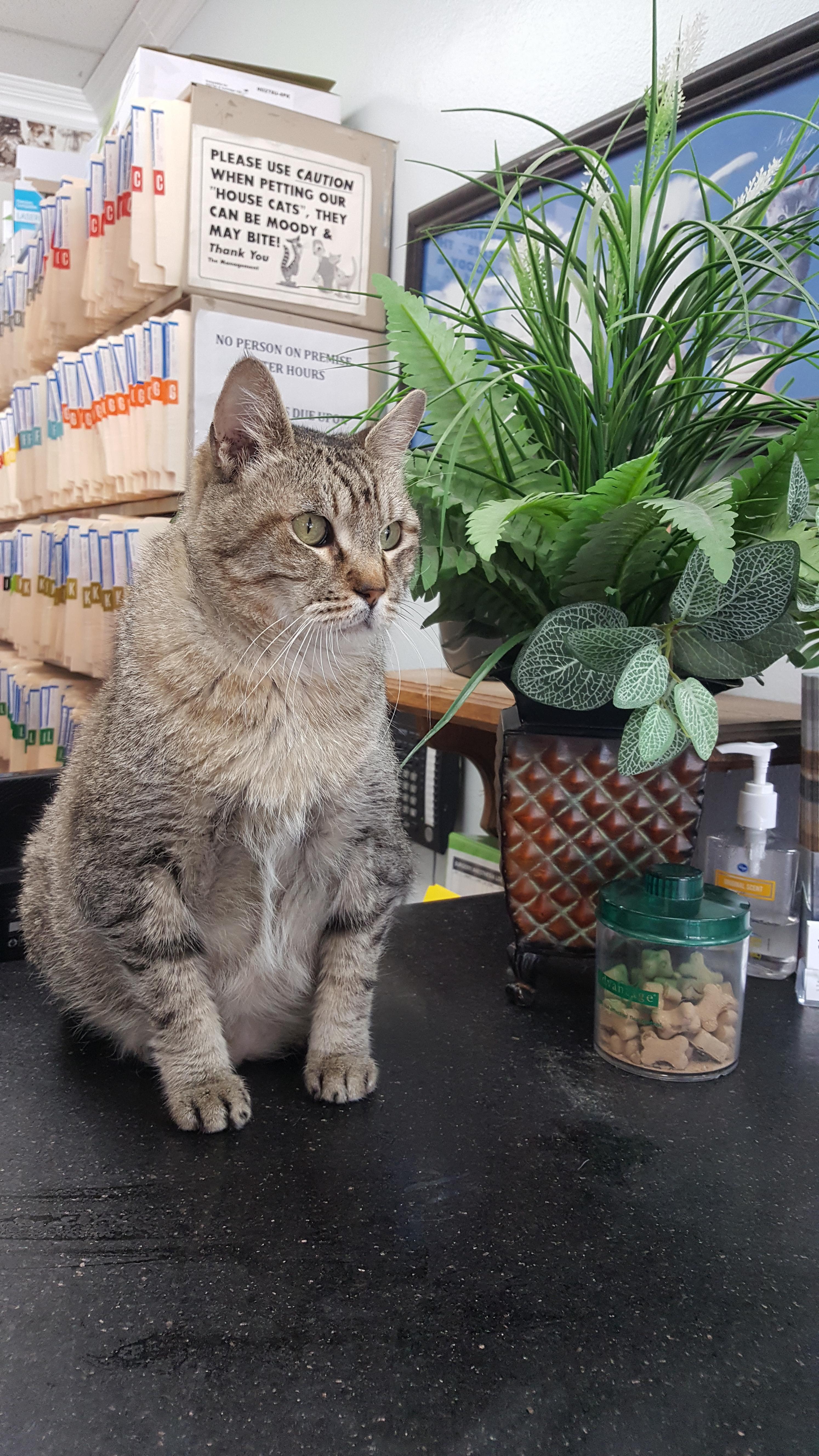 My Vet's "office cat". Chubby and a little bow legged but what a beauty! r/aww