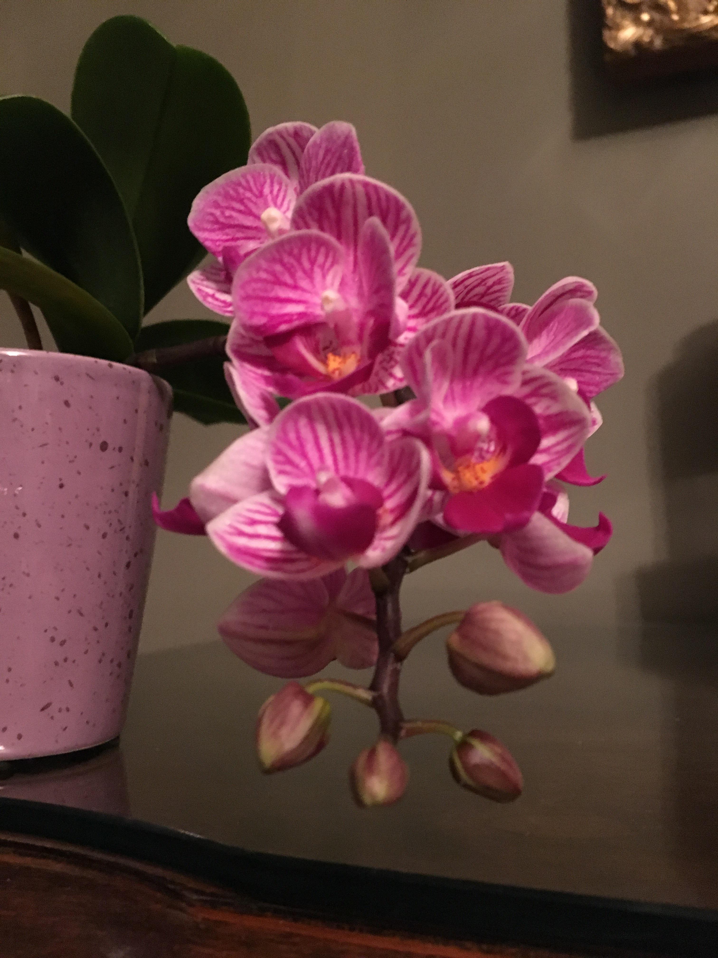 Mini orchid has rebloomed for the first time! r/orchids