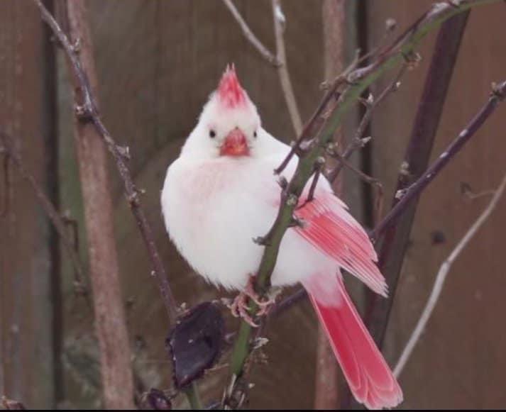 A rare white cardinal was spotted in Toronto r/pics