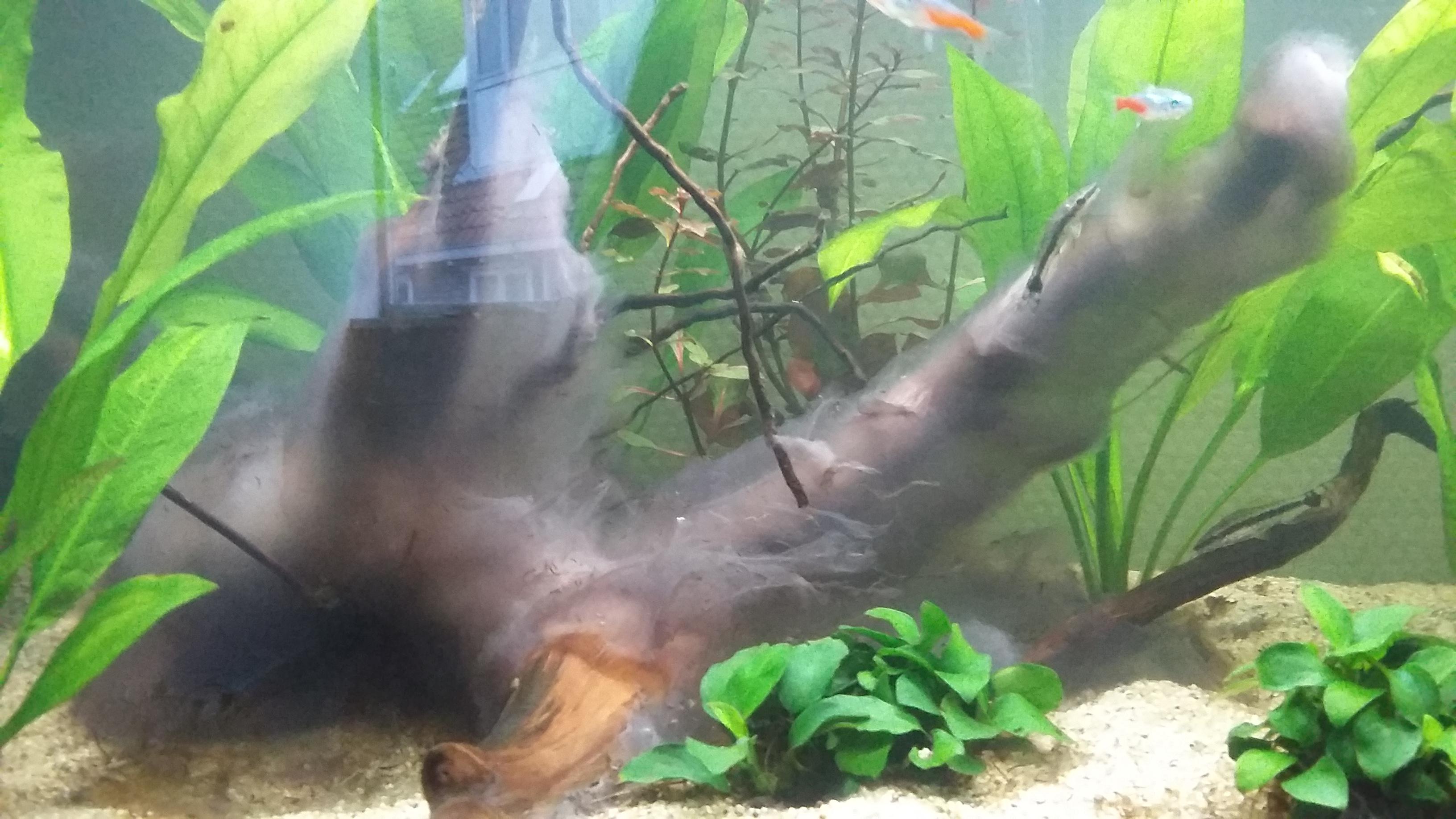 There's this what used to be white fungus growing on my wood but lately it turned purpleish