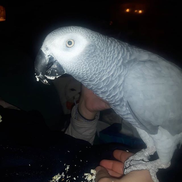 The popcorn thief caught red beaked. r/parrots