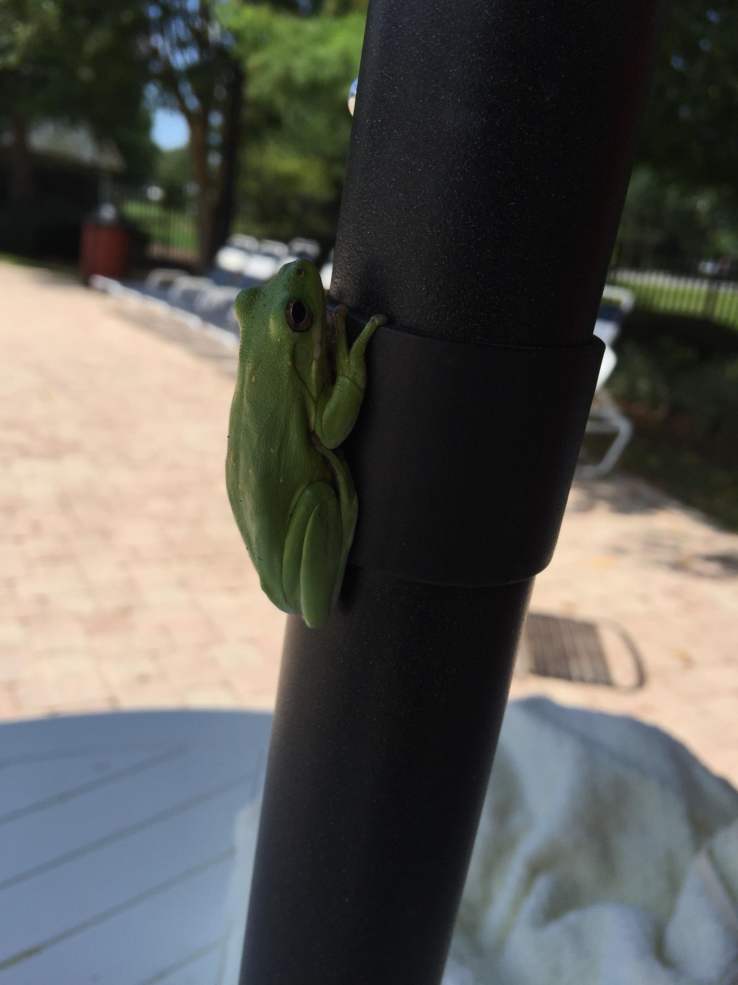 Whats this lil green frog found in Tallahassee FL? r/whatisthisanimal