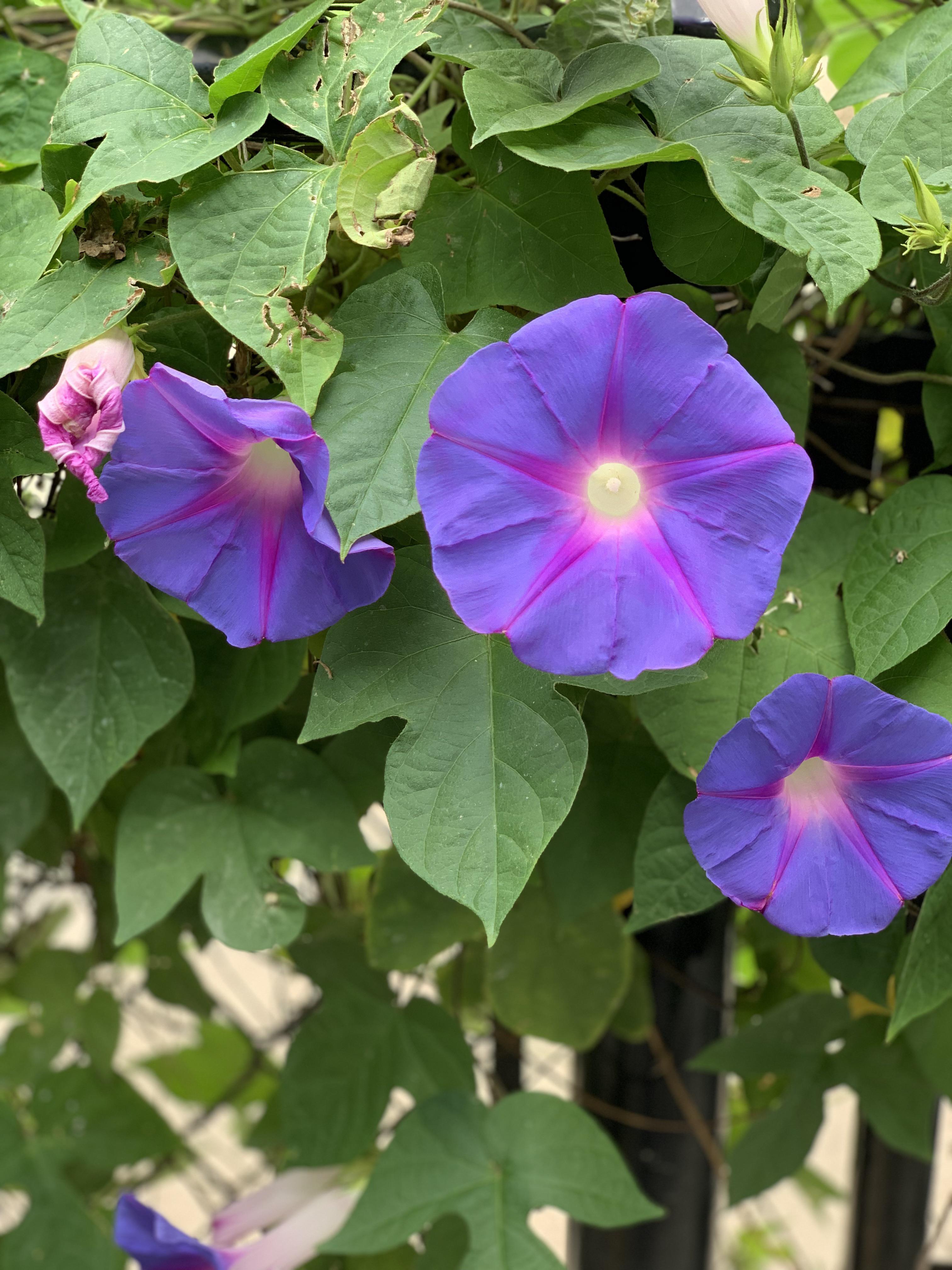 Loving my Morning Glory!! r/plants