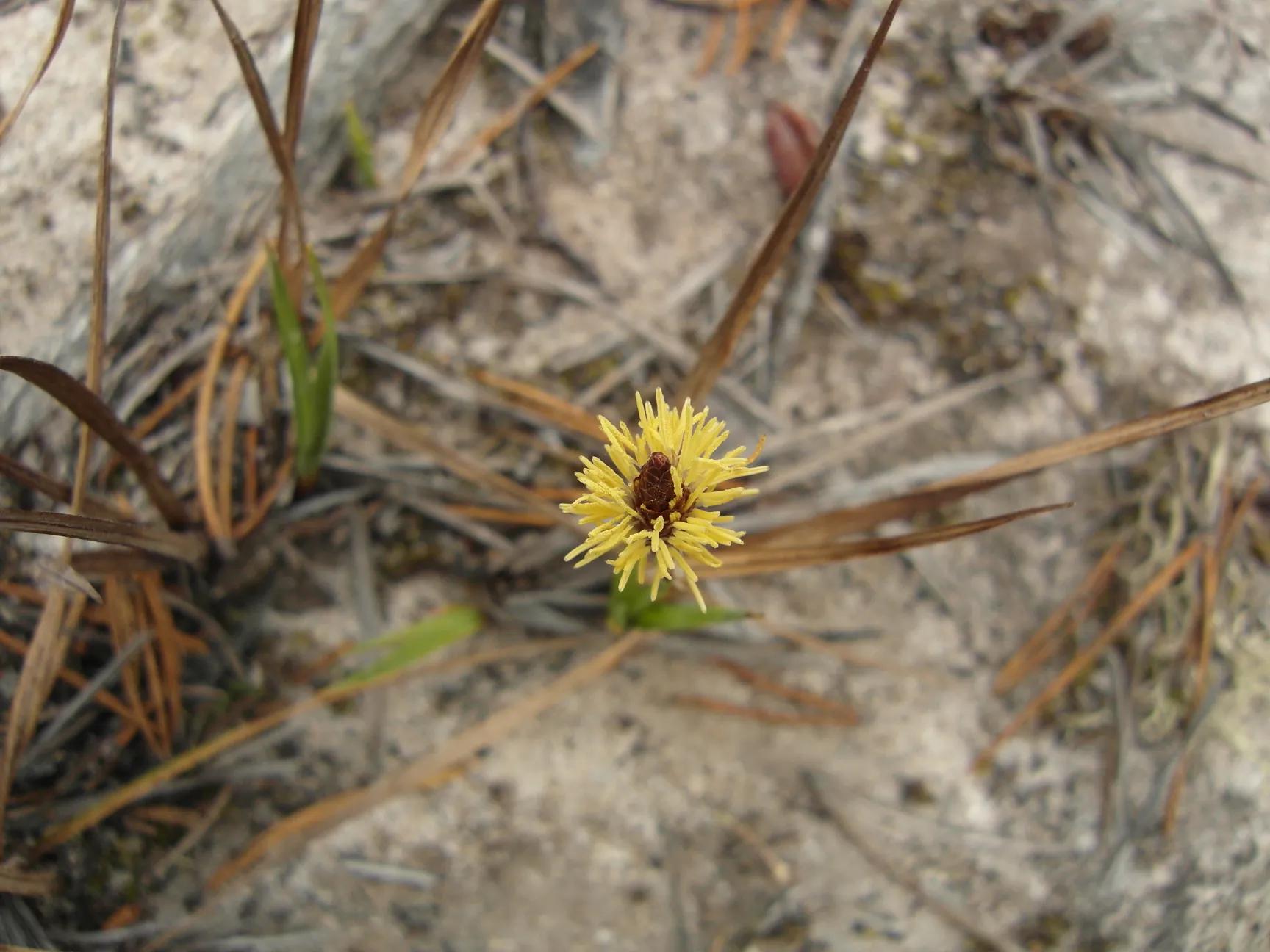 Bolboschoenus maritimus (Alkali Bulrush, Grass, Cosmopolitan