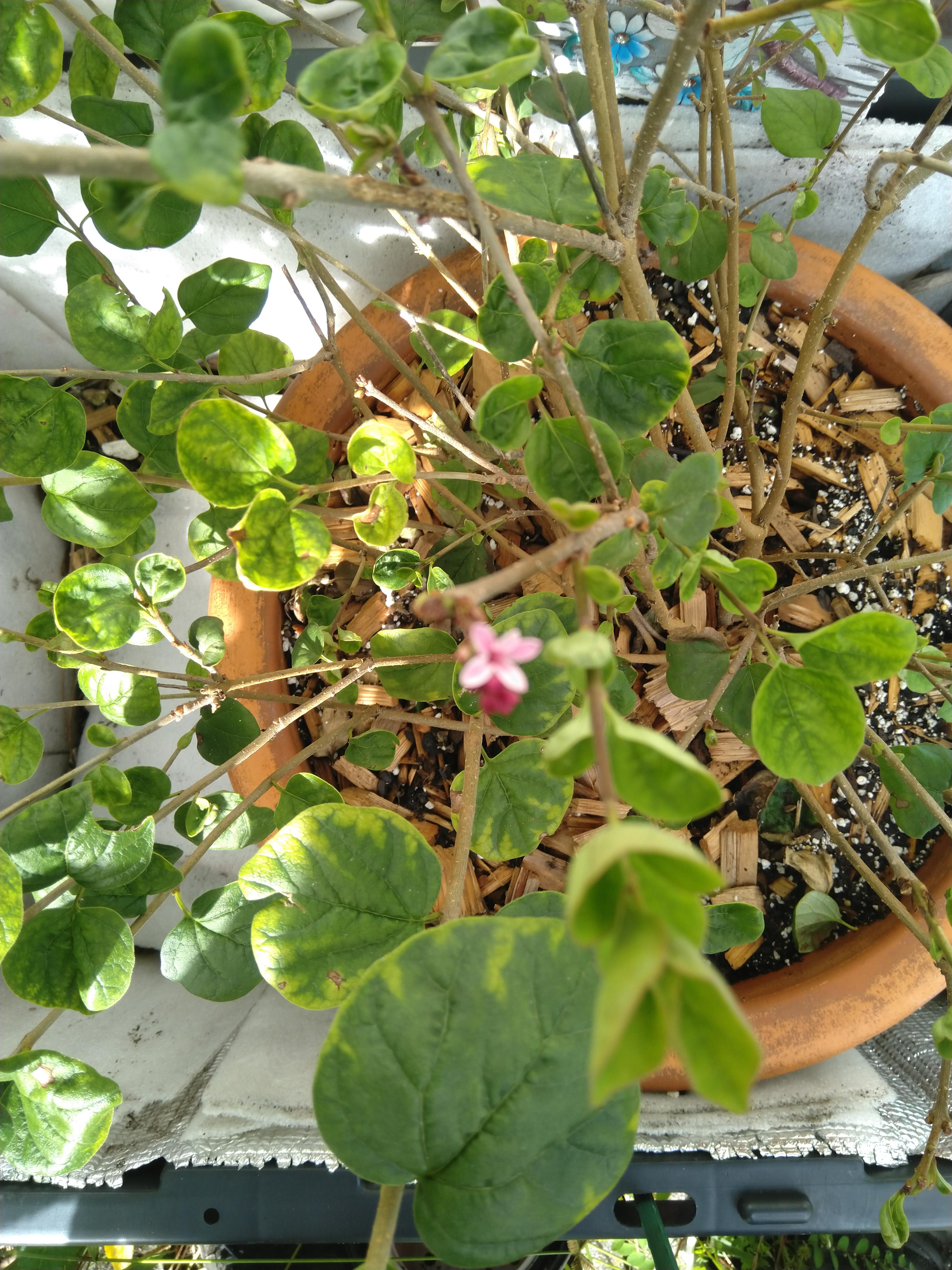 This is the lilac I've been growing in Florida that I was able to bloom