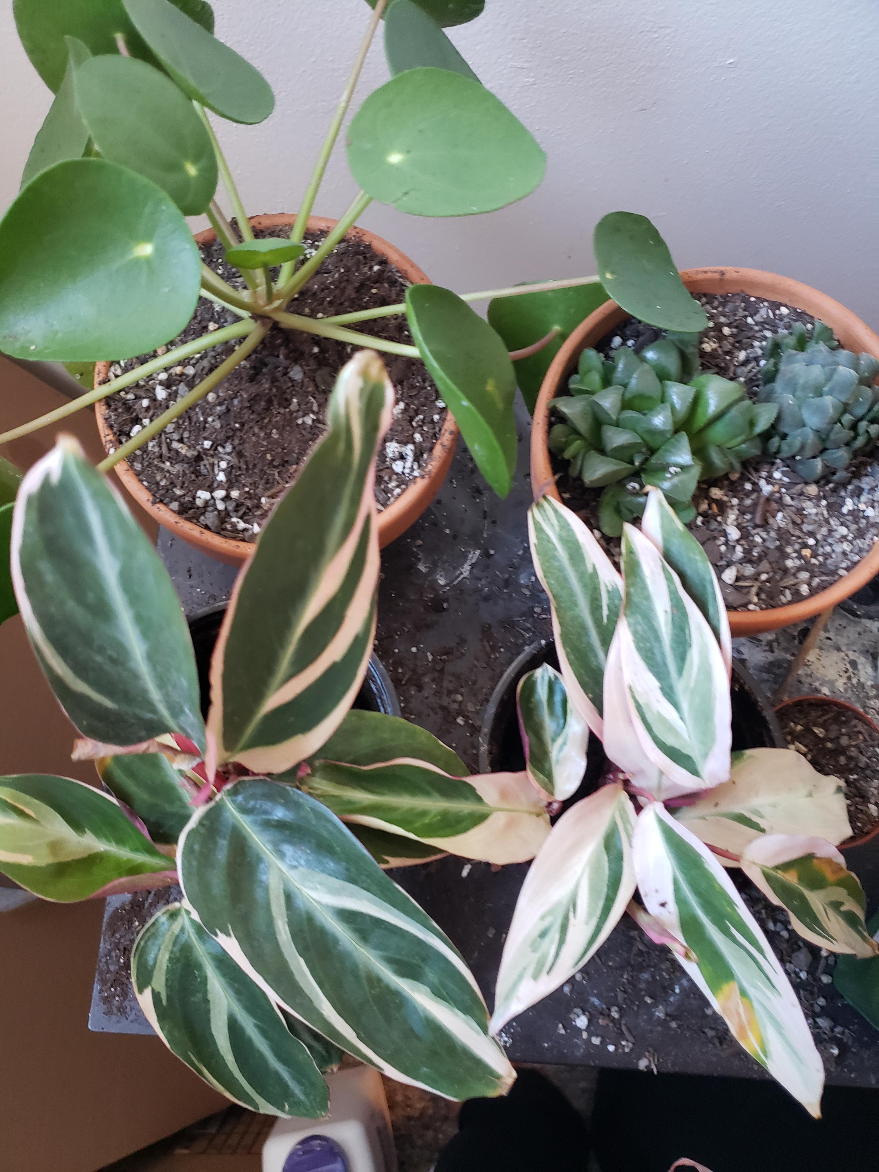 About to ship these out! r/houseplants