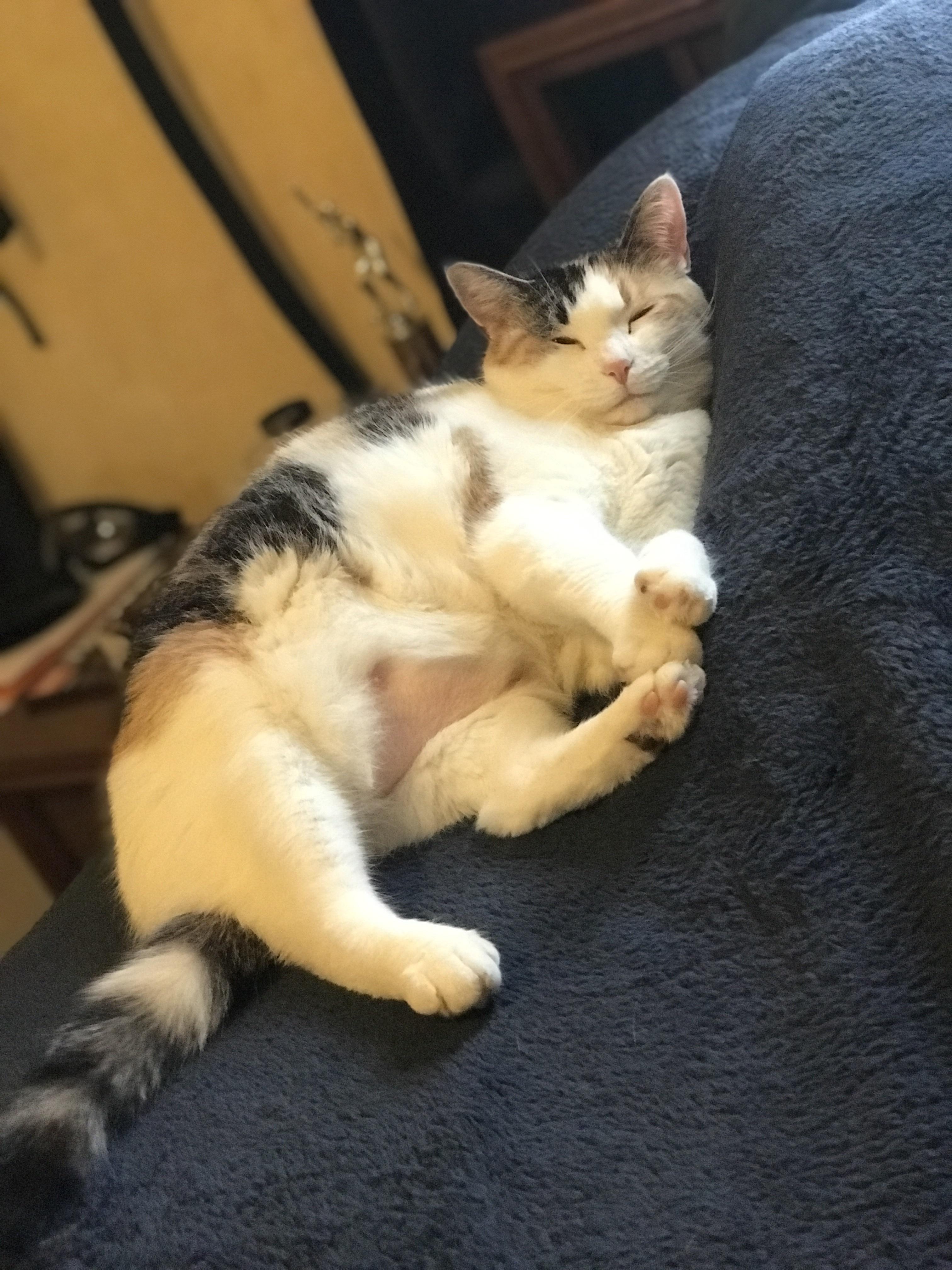 Is my cat cute? I know for a fact that she’s a mighty C H O N K r/cats