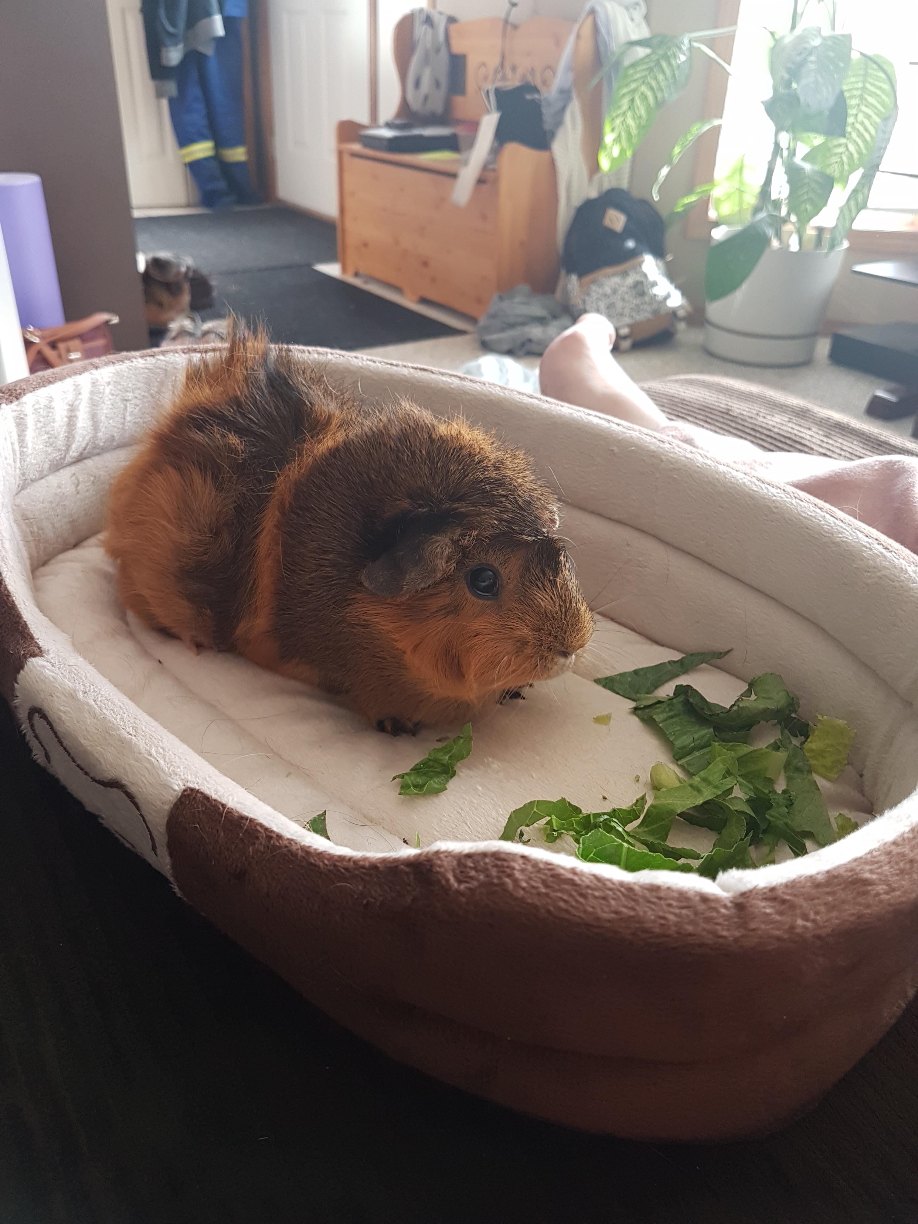 We just got a new Guinea Pig! Her name is ButterCup! r/guineapigs