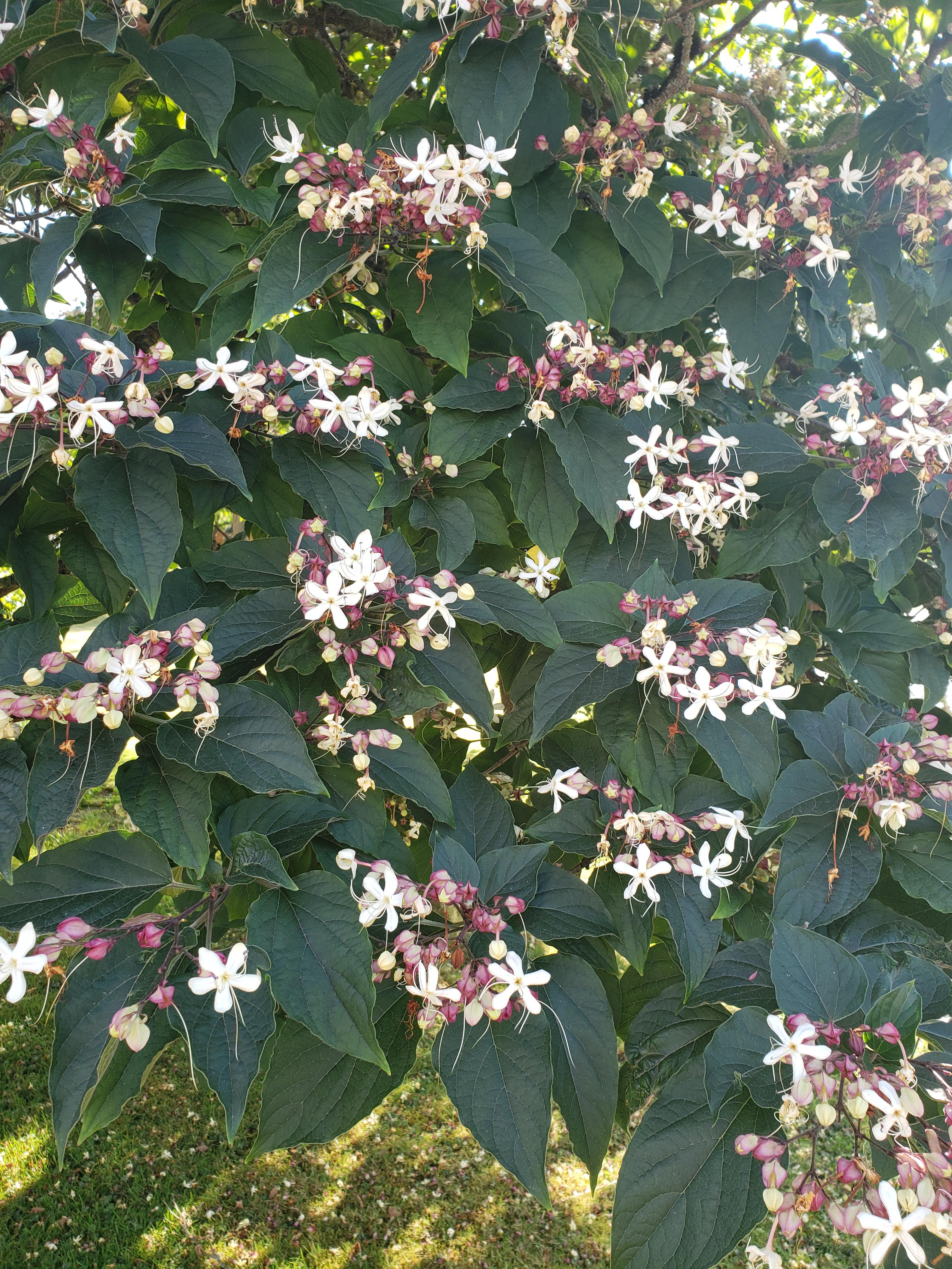 What is this tree? Smells like Jasmine but is huge. r/whatsthisplant