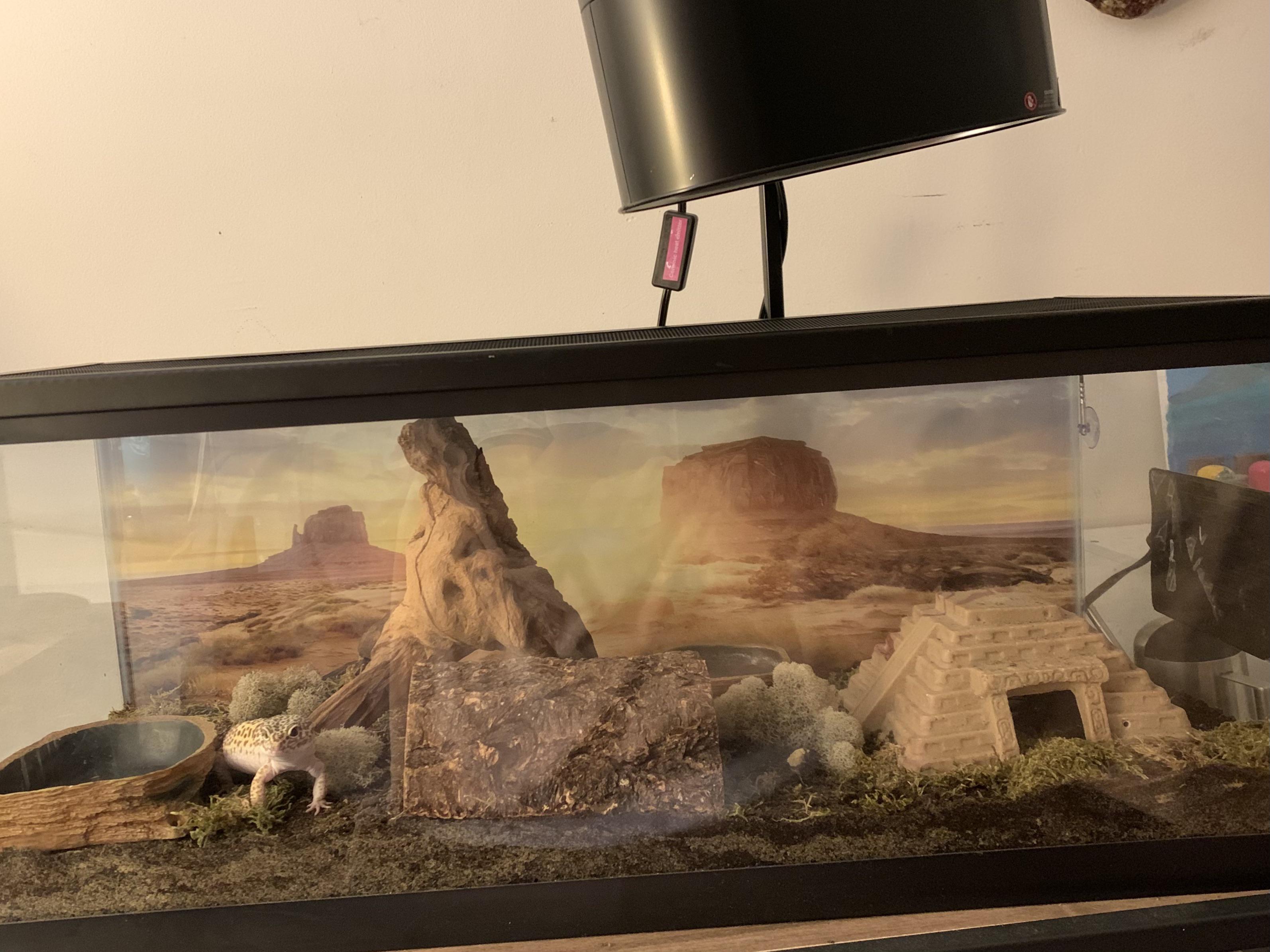 I am in search of a complete list of plants that are safe for leopard