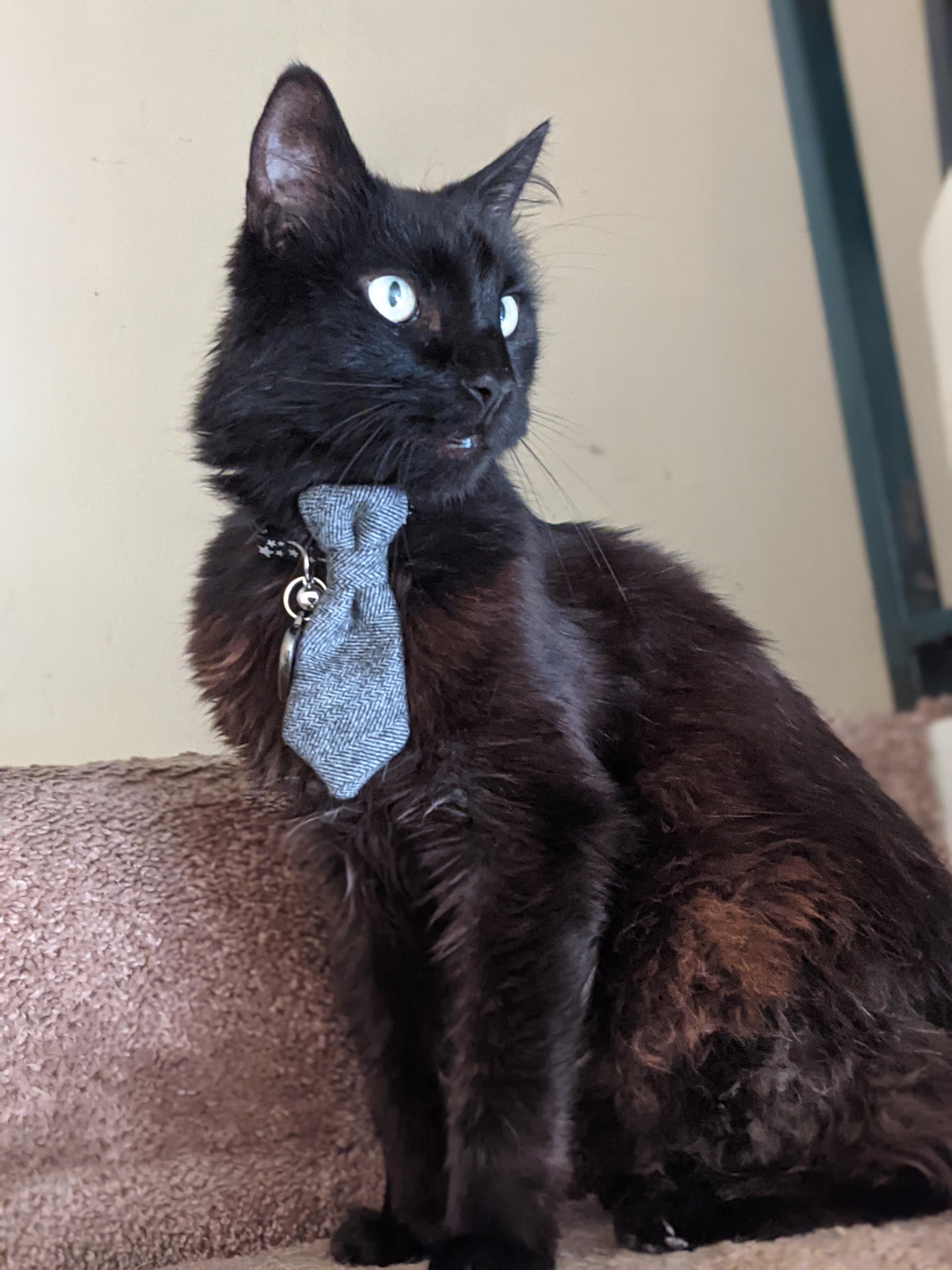 Old cat has stopped using litter box (info in comments, please help