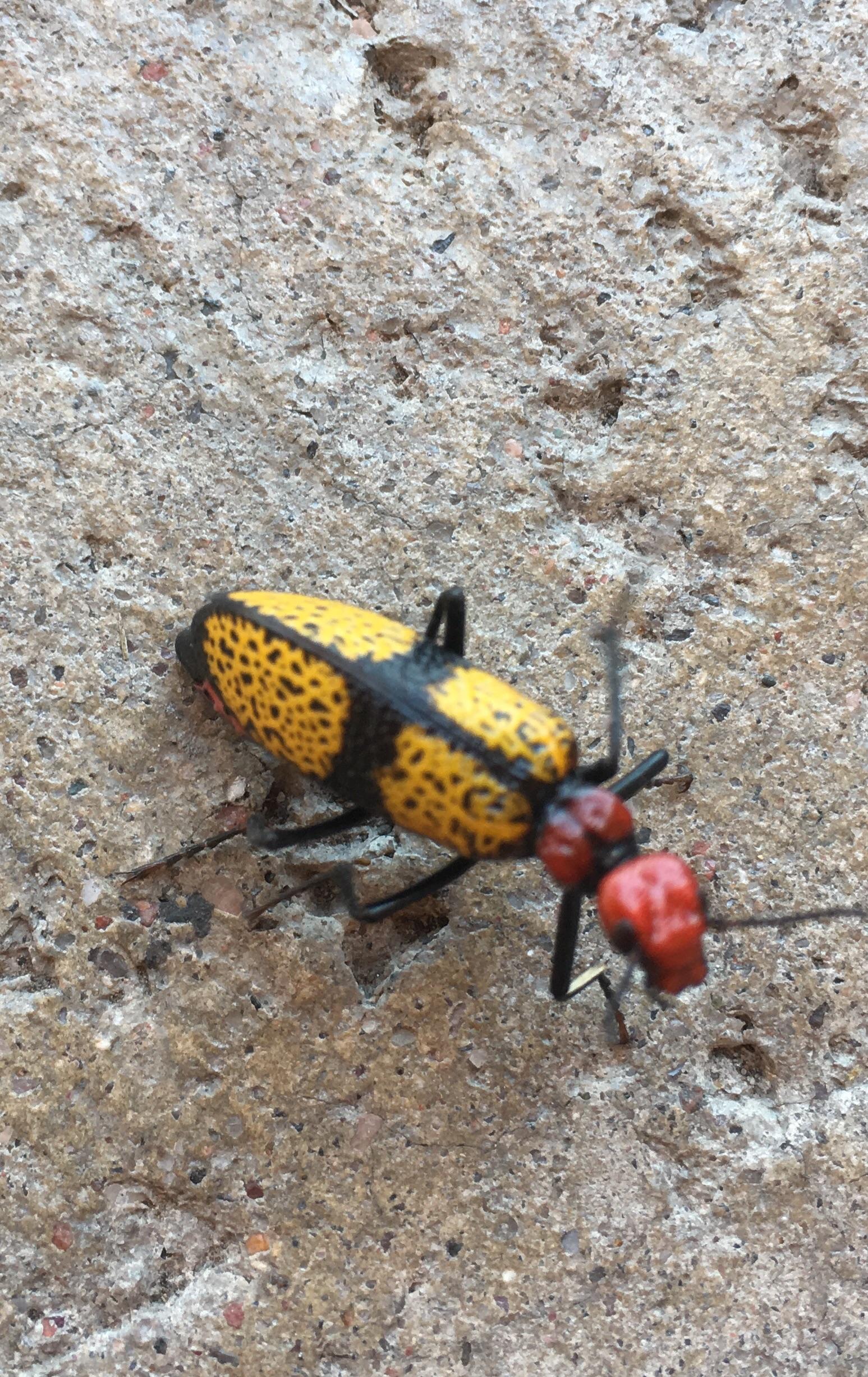 Here’s a cool Iron Cross Blister Beetle. One of the more colorful bugs