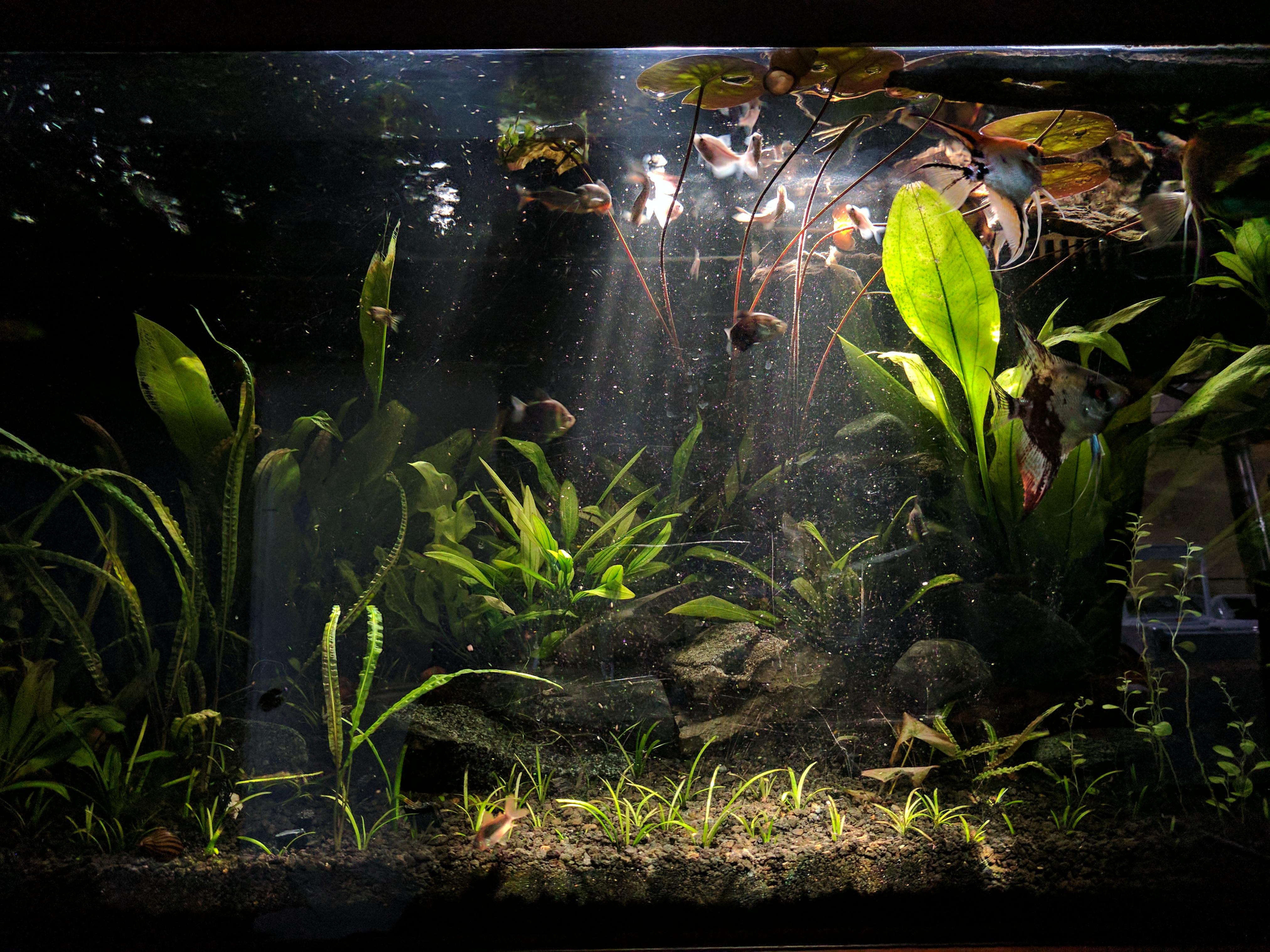 Morning sunlight in the planted tank. r/Aquariums