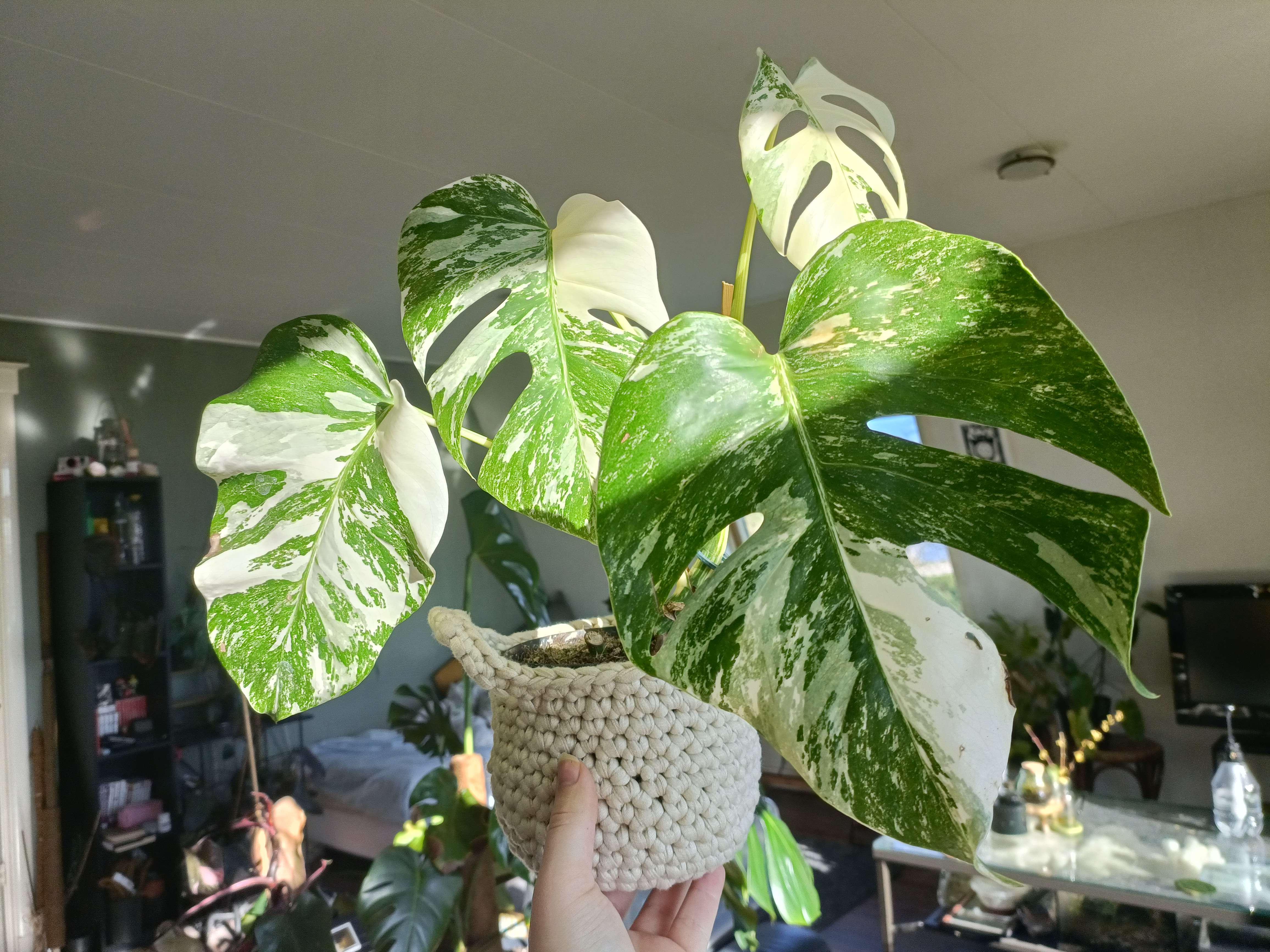 I got this baby for 20 bucks in the winter and shees been growing