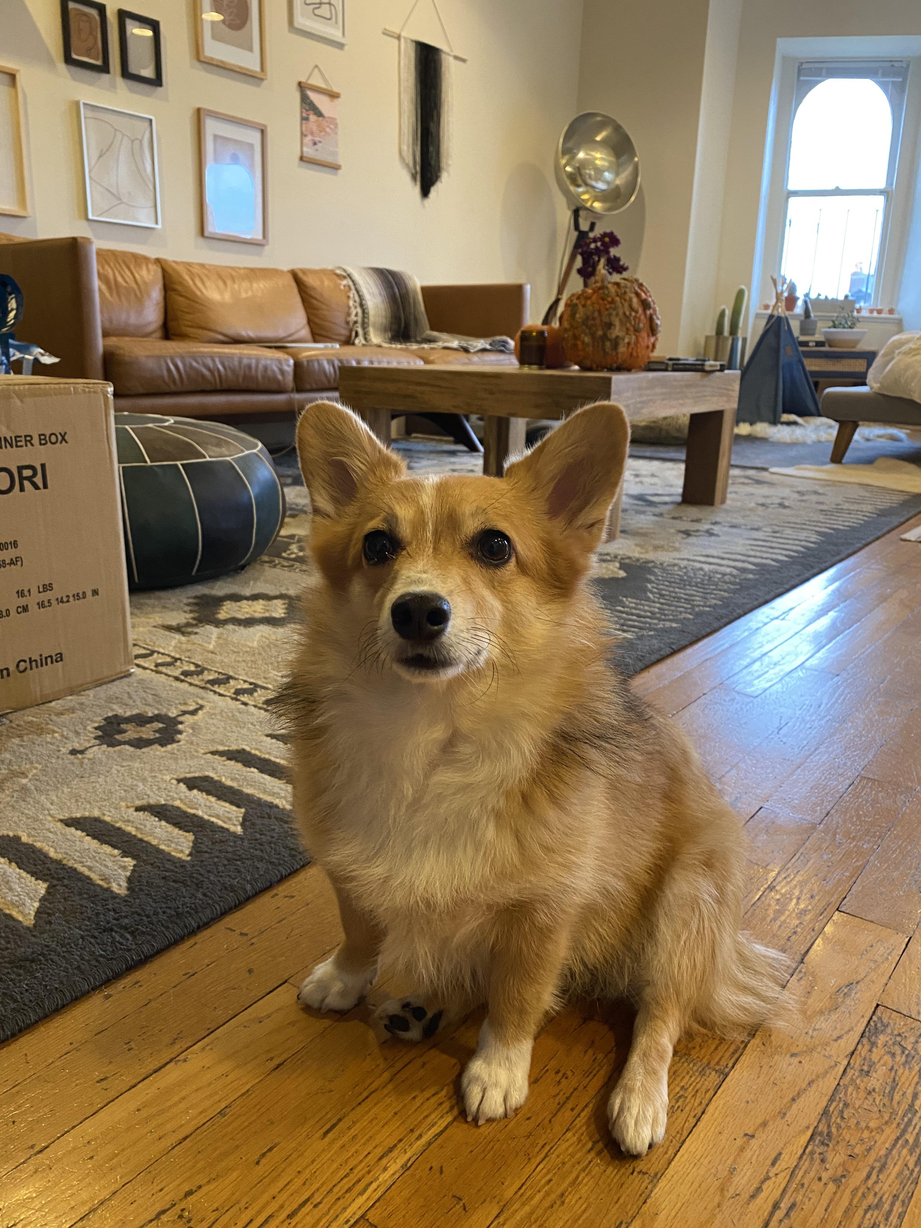 This is Watson. Watson ate something he shouldn’t have and had to go to