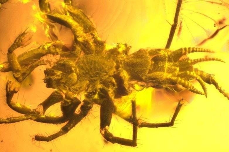 This half spider half scorpion preserved in amber. Thank God they're