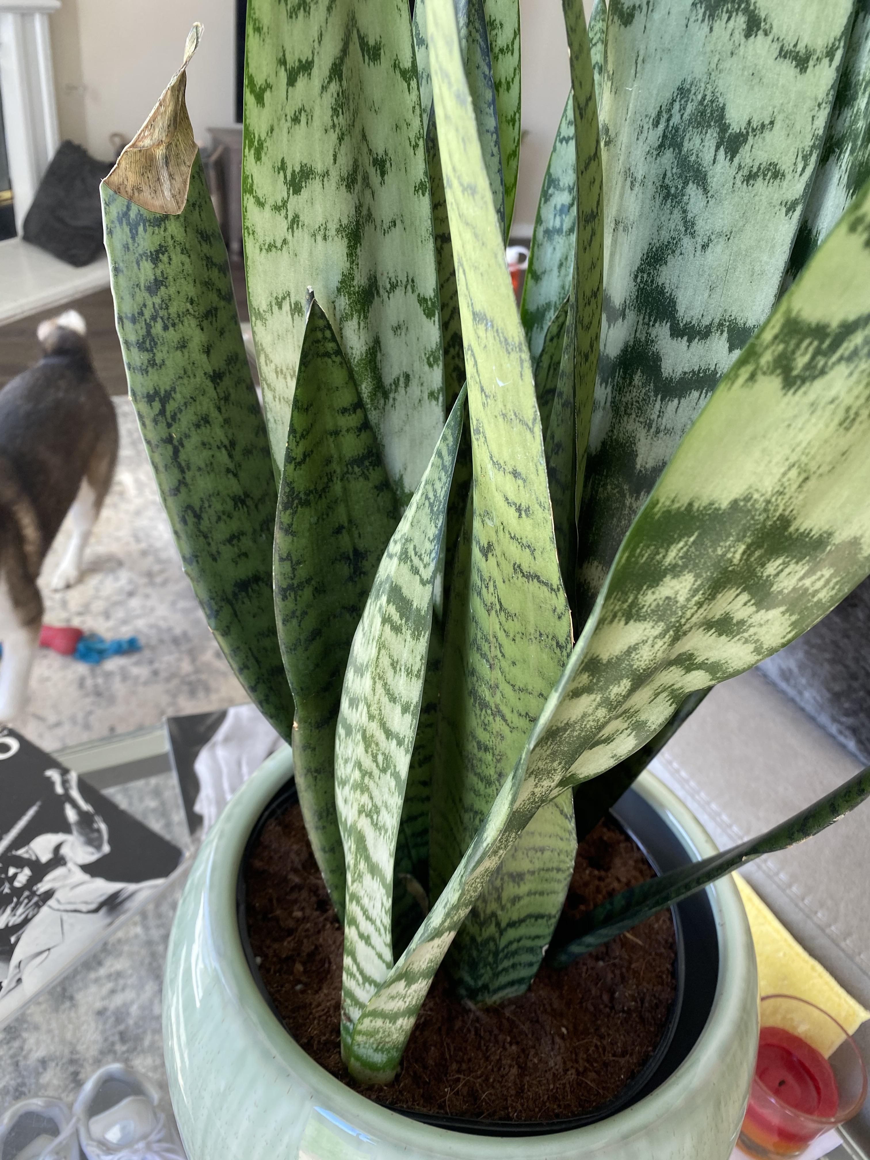 What is wrong with my snake plant?? Curvy leaves and browning tips r