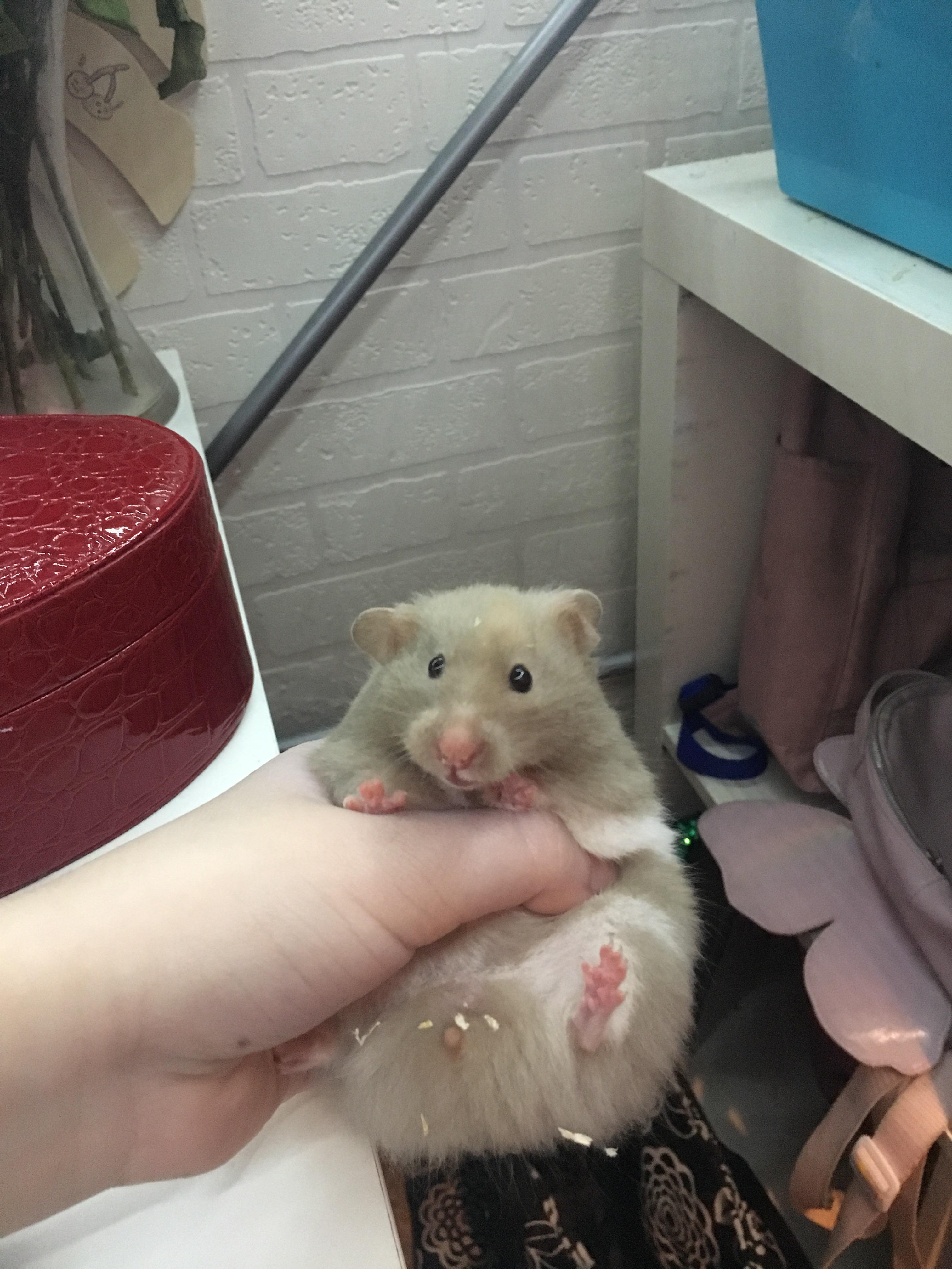 jellybean loves to snuggle r/hamsters