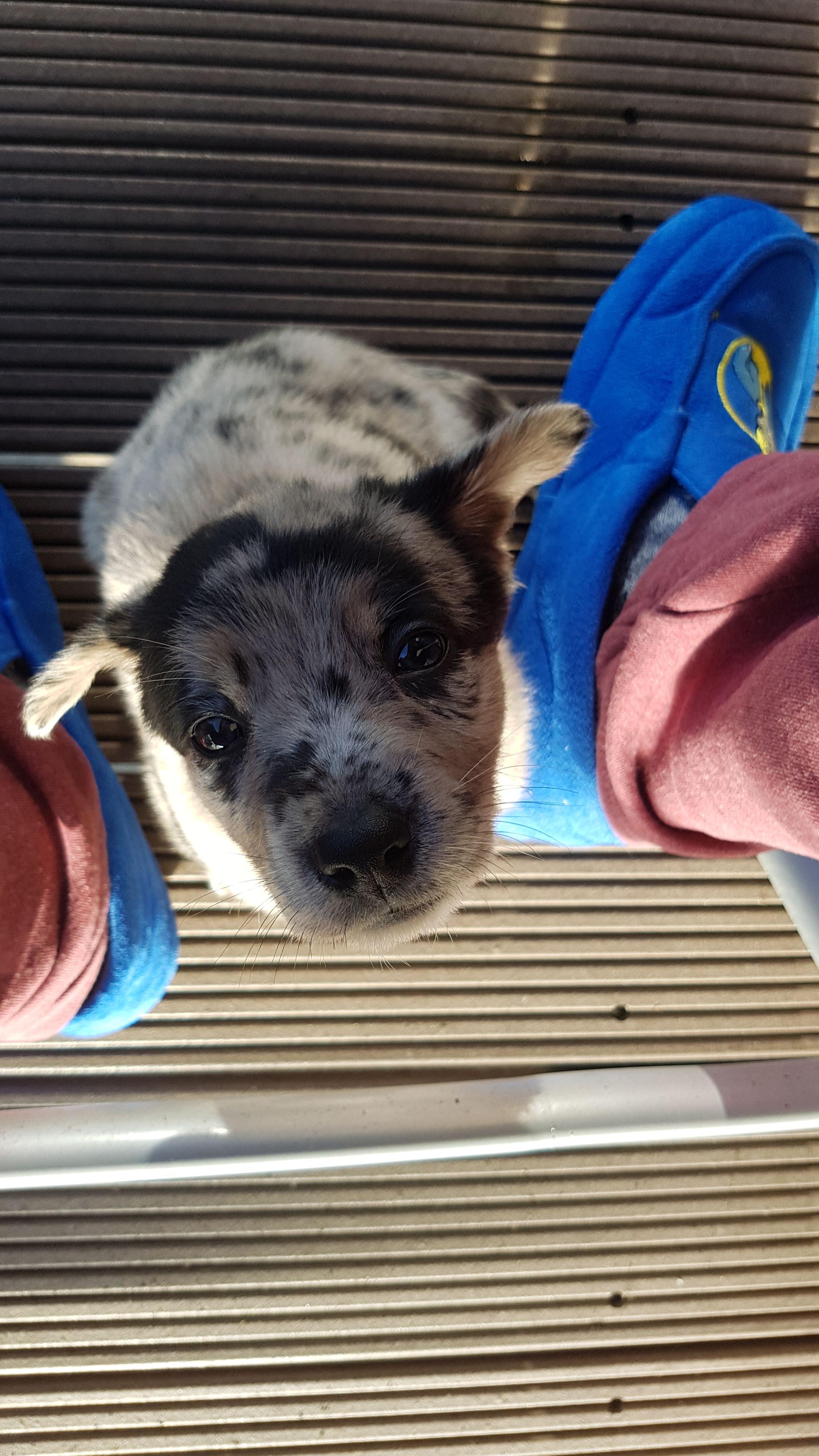 After waiting 30+ years, I finally got my first dog! Reddit, I'd love