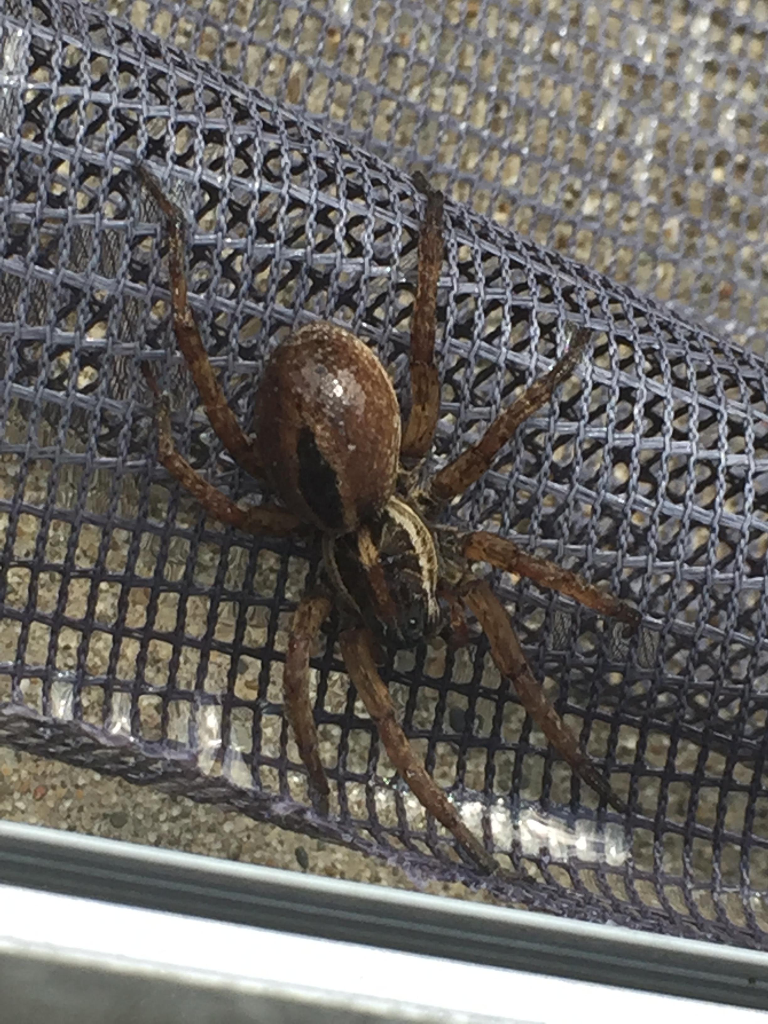 What kind of a spider is this? It bit someone while at the bottom of a