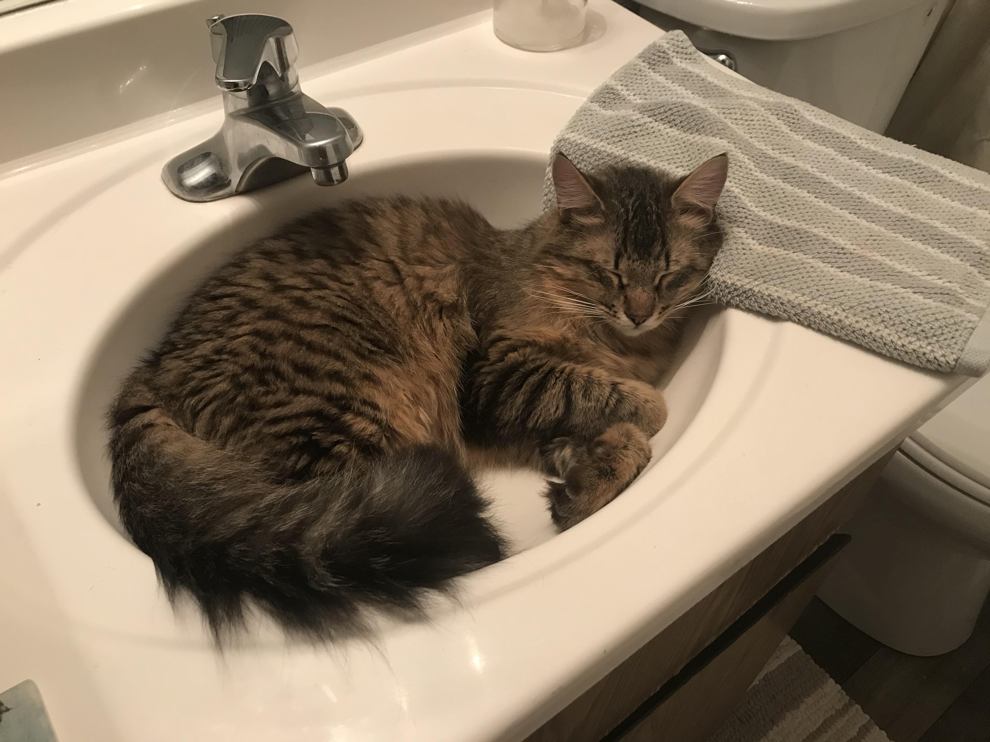 Um....I’d like to brush my teeth now. r/cats