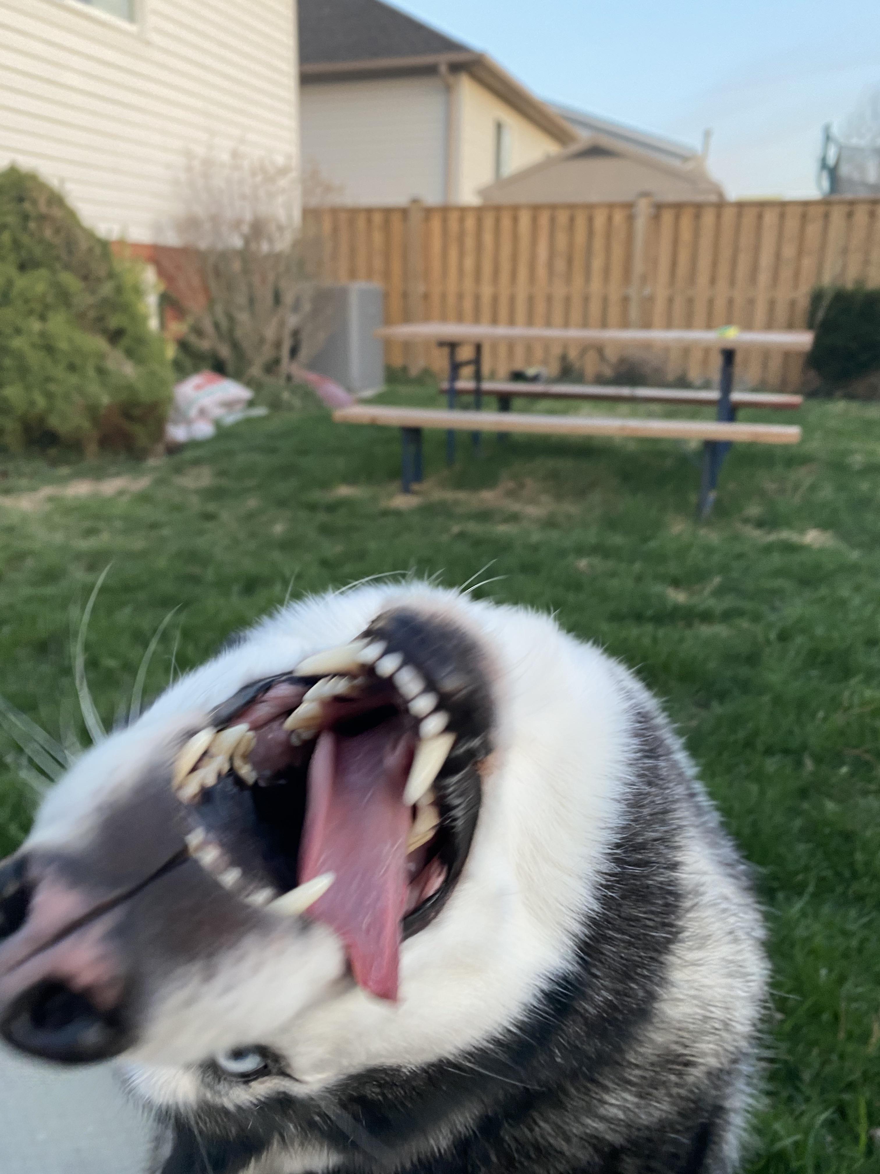 He throws his head back when you stop petting him r/Moonmoon