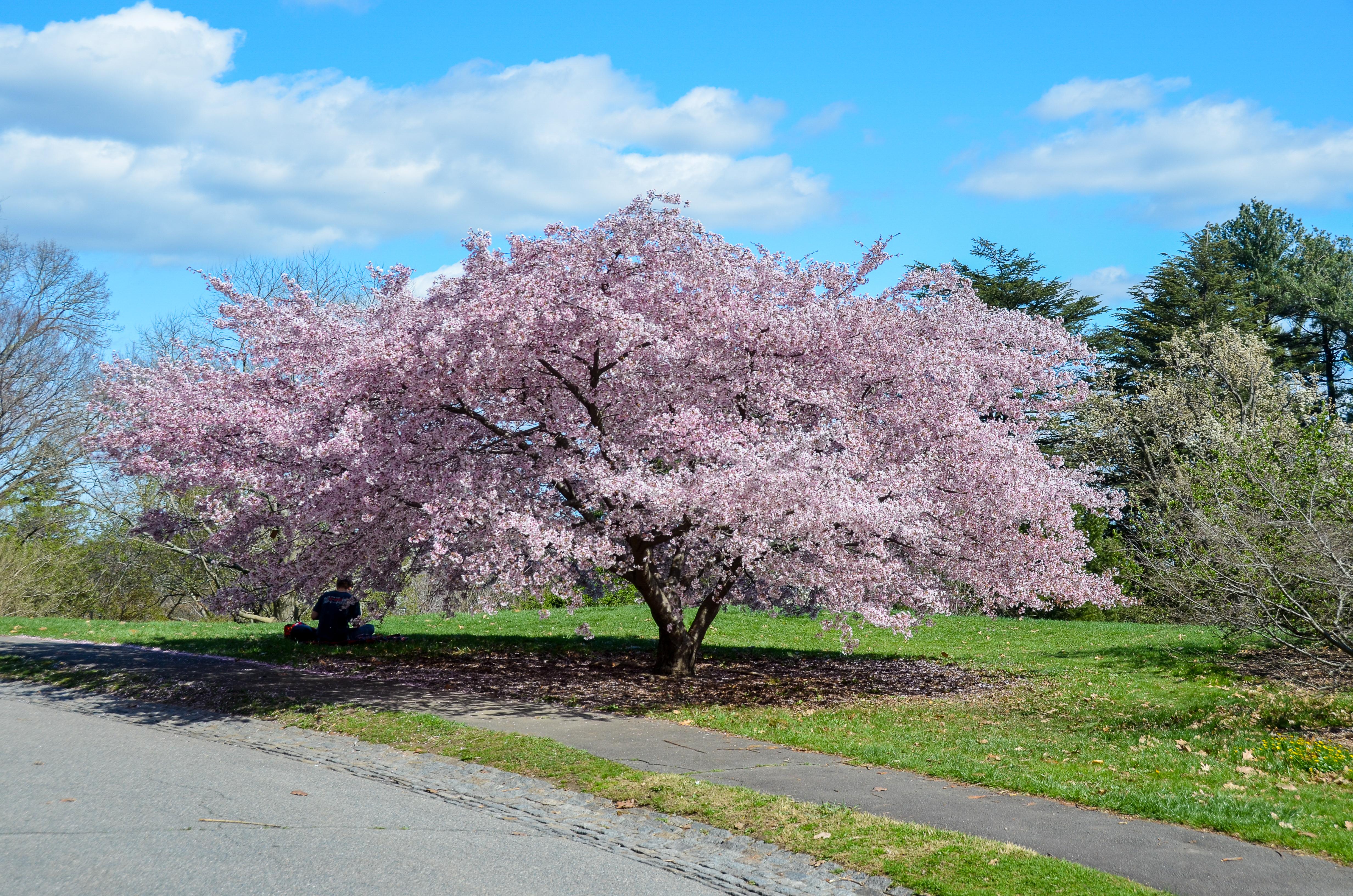 Lottery Entry Credit Union Cherry Blossom
