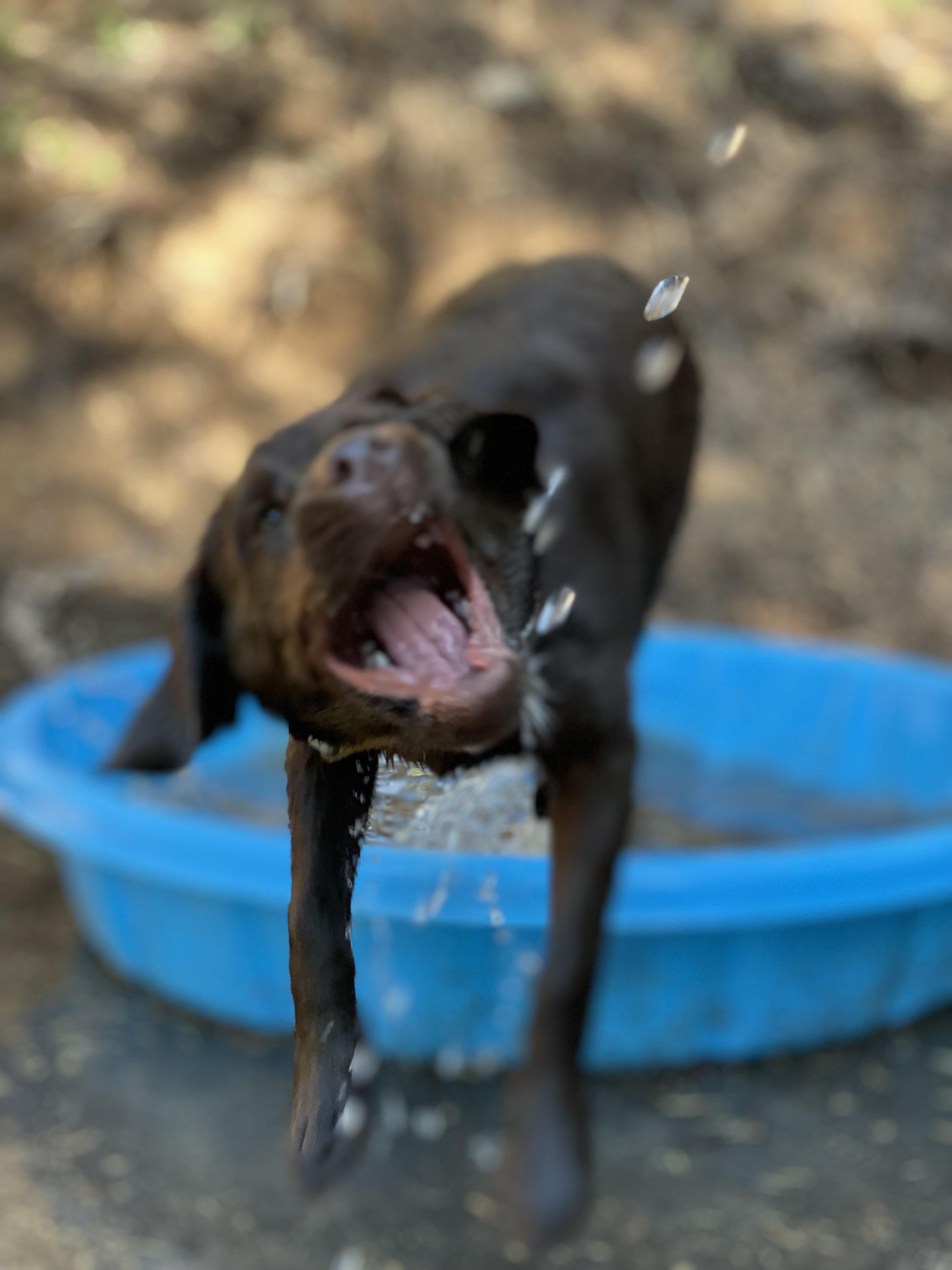 /r/waterdogs hit 20k subscribers yesterday Waterdogs
