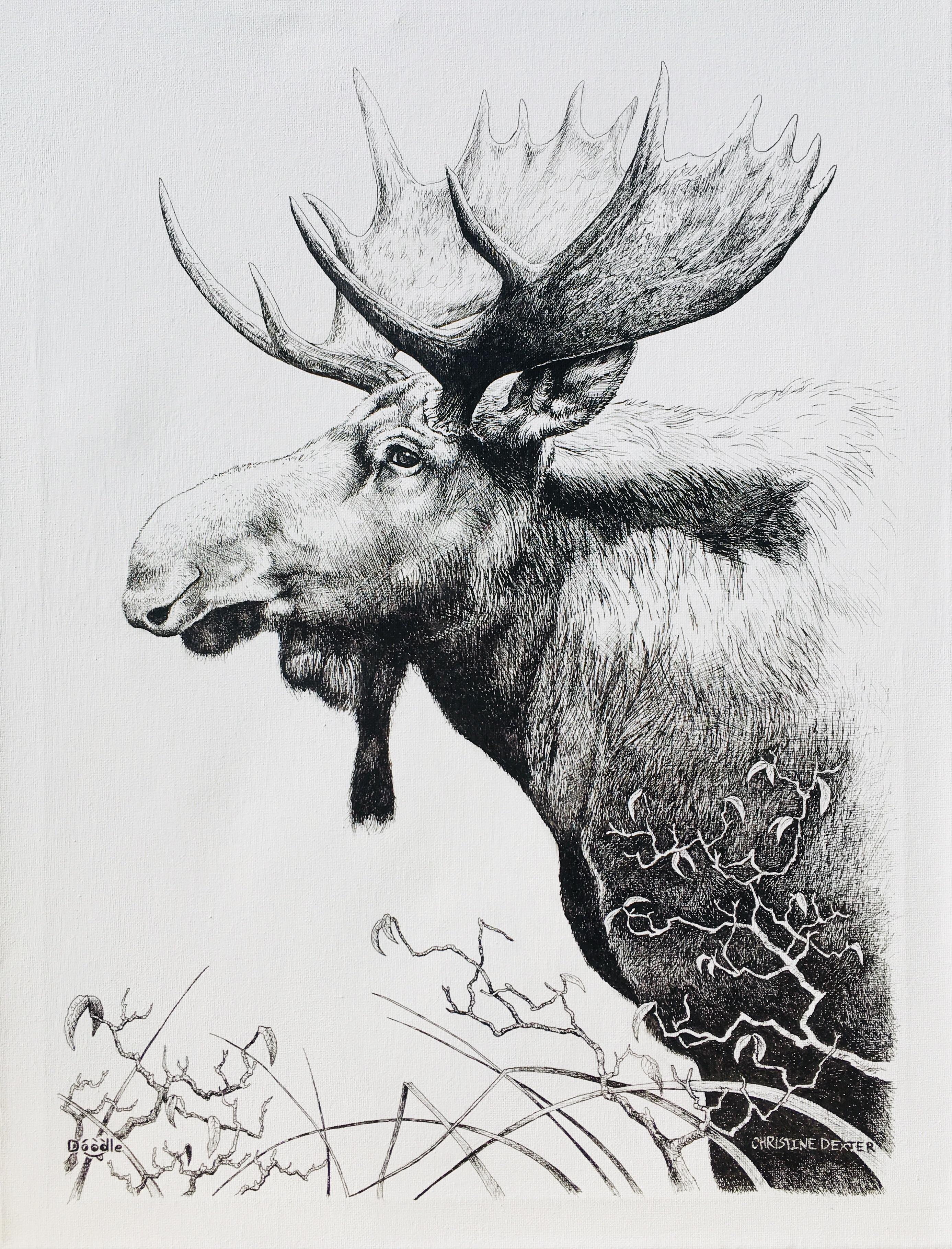 [OC] Bull moose r/penandink