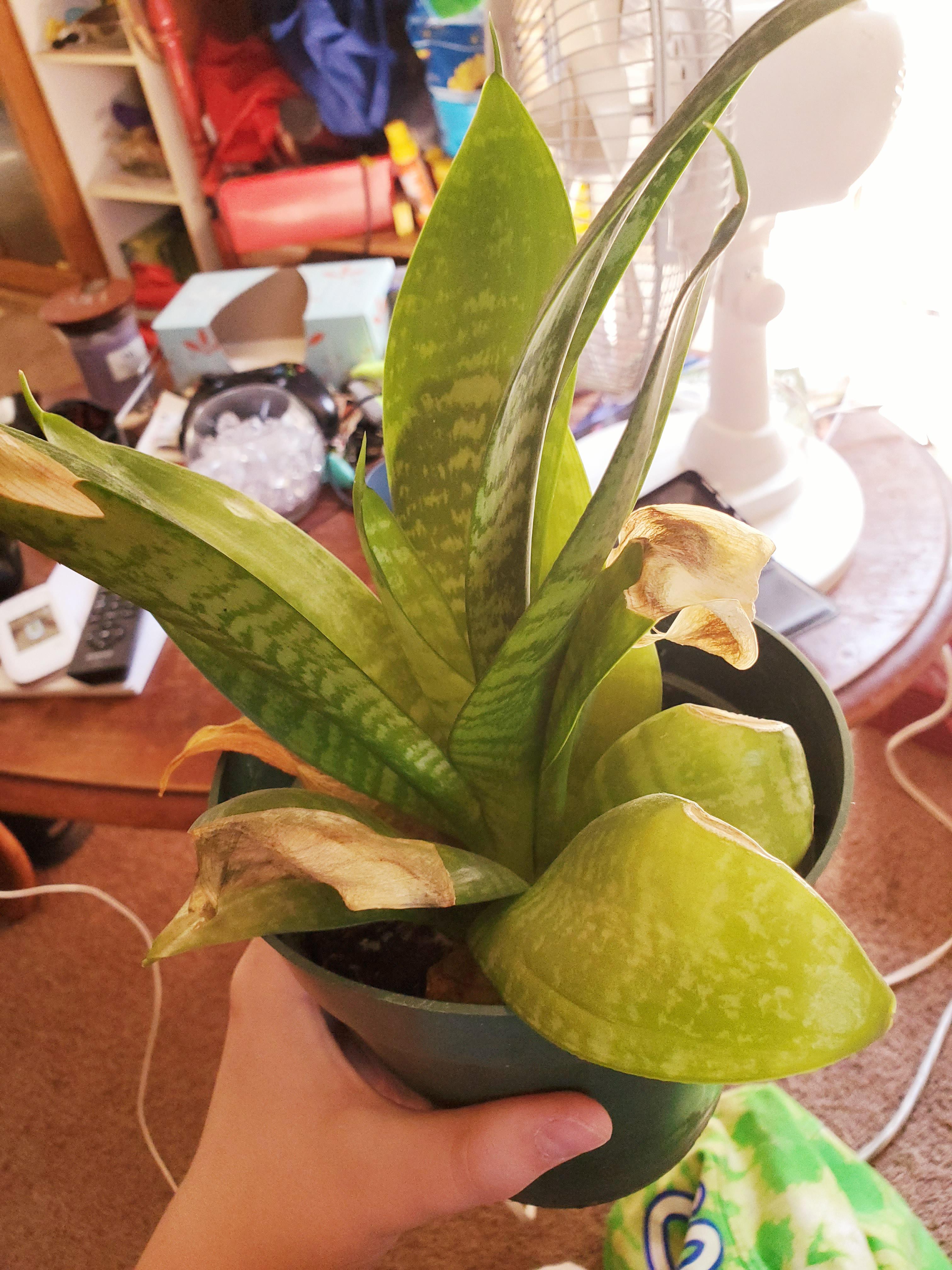 Why are the leaves on my plant turning yellow and shriveling? r