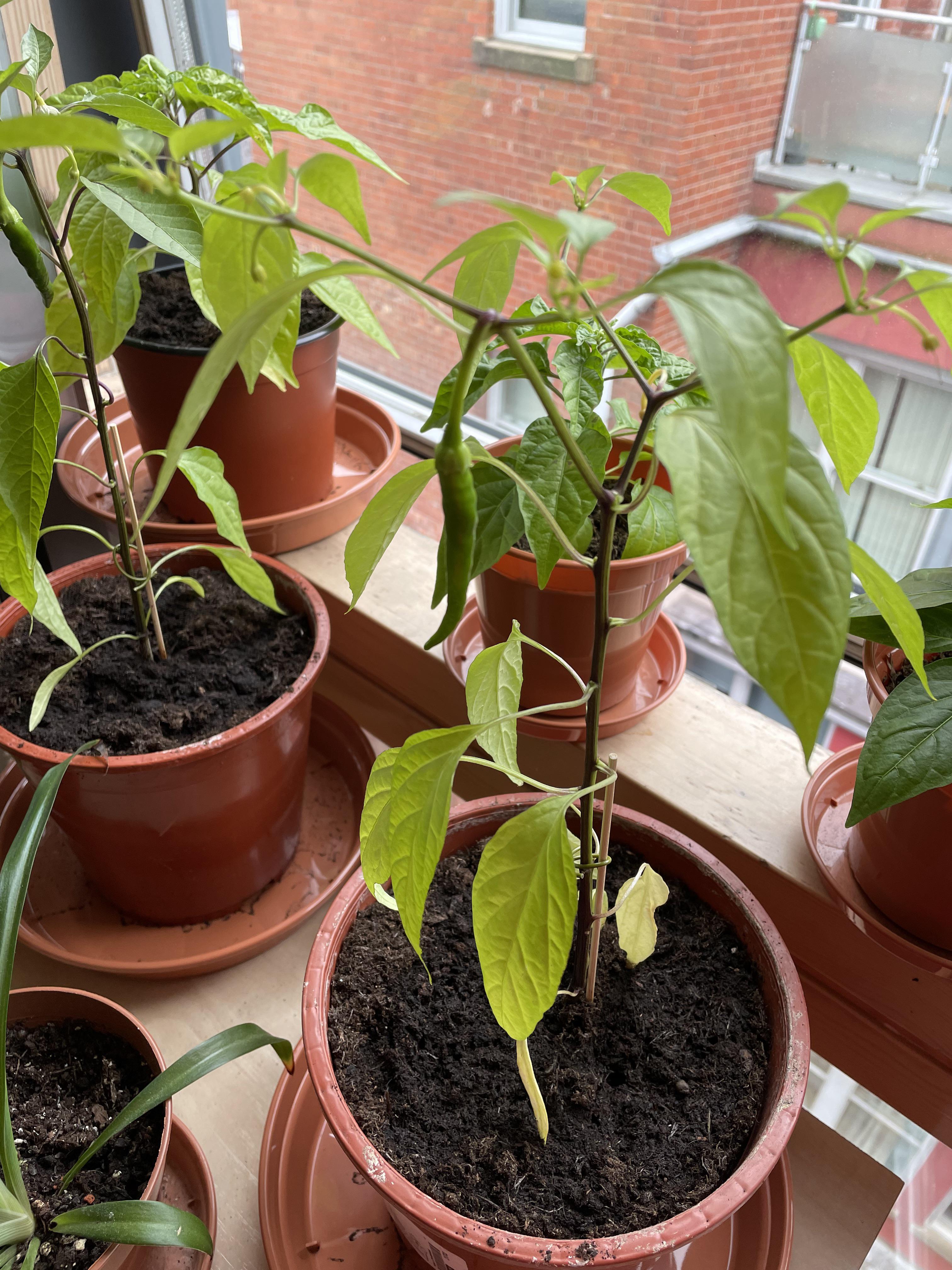 Is there anything wrong with my chilli plant? It’s grown one chilli but