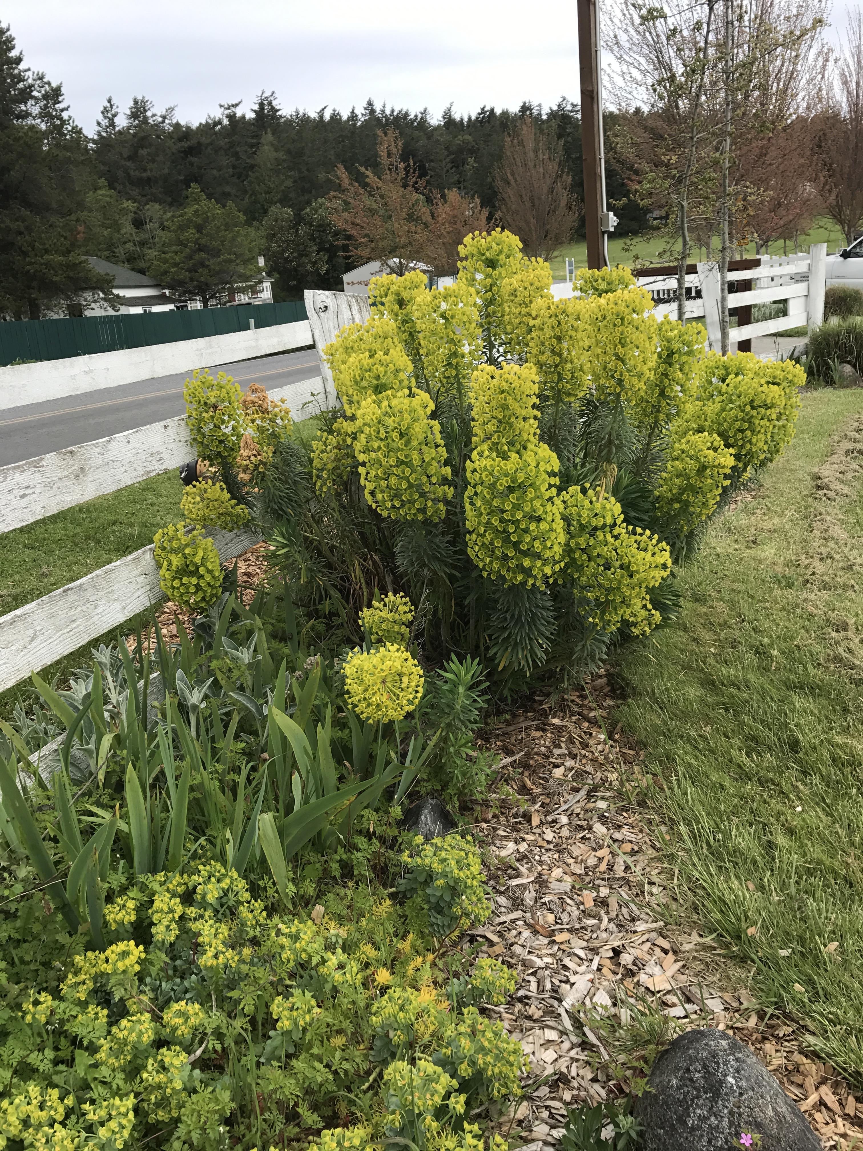 Seattle area, zone 7, outdoor the tall suction cuplike plant r