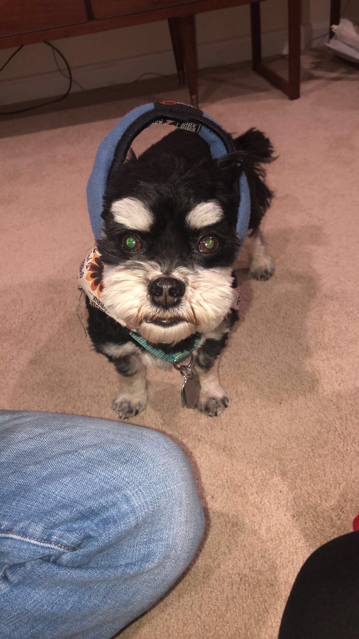 gotta keep the ears warm r/aww