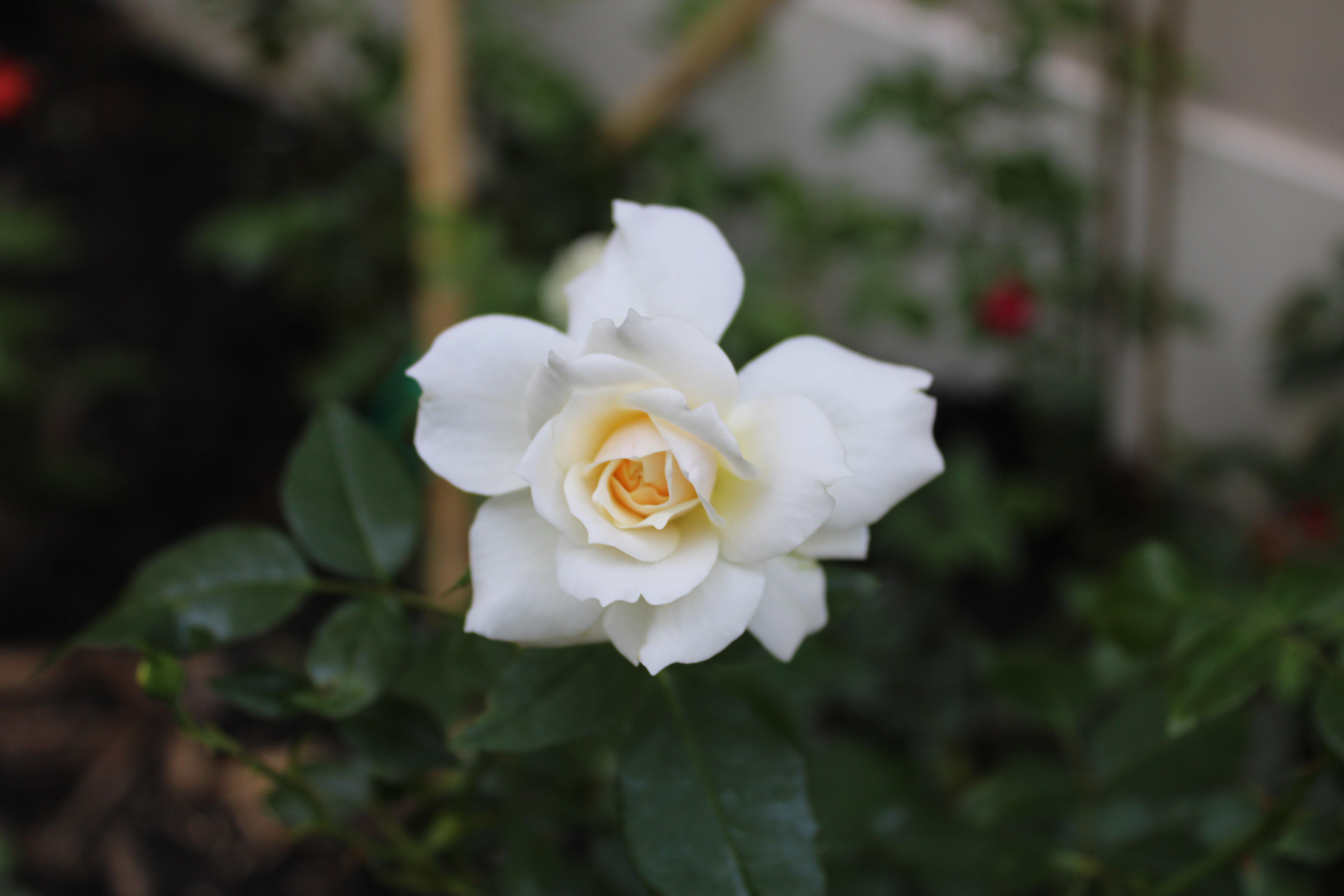 one if my roses last year. BotanicalPorn