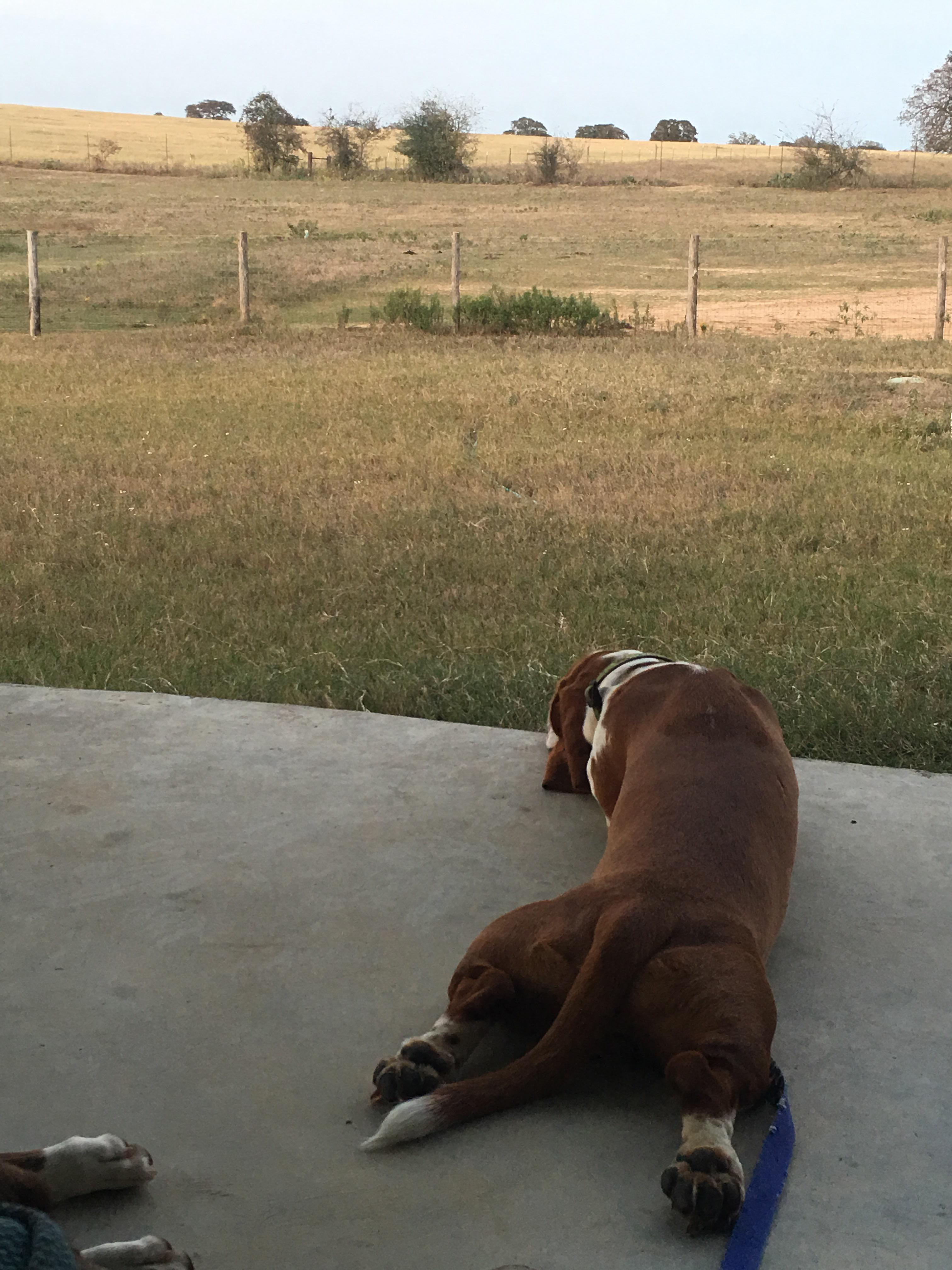 Guard dog on duty r/basset